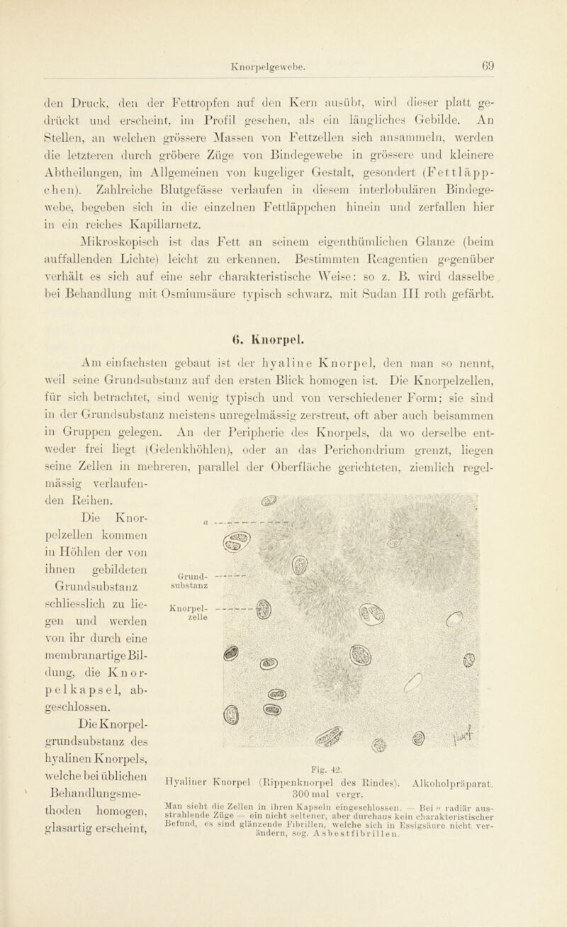 den Druck, den der Fettropfen auf den Kern ausübt, wird dieser platt ge- drückt und erscheint, im Profil gesehen, als ein längliches Gebilde. An Stellen, an welchen grössere Massen von Fettzellen sich ansammeln, werden die letzteren durch gröbere Züge von Bindegewebe in grössere und kleinere Abtheilungen, im Allgemeinen von kugeliger Gestalt, gesondert (Fettläpp- chen). Zahlreiche Blutgefässe verlaufen in diesem interlobulären Bindege- webe, begeben sich in die einzelnen Fettläppchen hinein und zerfallen hier in ein reiches Kapillar netz. Mikroskopisch ist das Fett an seinem eigentümlichen Glanze (beim auffallenden Lichte) leicht zu erkennen. Bestimmten Reagentien gegenüber verhält es sich auf eine sehr charakteristische Weise: so z. B. wird dasselbe bei Behandlung mit Osmiumsäure typisch schwarz, mit Sudan III roth gefärbt. a ■ ^0 — -r , A i» ff#' '' • * ■ y.R .. ’ * . -x*> j v i K • Jk*. Pa <• i .■ -j/ ,< • • Grund- —- — ~ Substanz v, ■1 ; ■ •...•v . y.., -X • :% yv *..h1 j ■ V ./V;;' v väSk; ■ :* ' 'h' .' V > \ . Knorpel- zelle /g ■55,:* . 6. Knorpel. Am einfachsten gebaut ist der hyaline Knorpel, den man so nennt, weil seine Grundsubstanz auf den ersten Blick homogen ist. Die Knorpelzellen, für sich betrachtet, sind wenig typisch und von verschiedener Form; sie sind in der Grundsubstanz meistens unregelmässig zerstreut, oft aber auch beisammen in Gruppen gelegen. An der Peripherie des Knorpels, da wo derselbe ent- weder frei liegt (Gelenkhöhlen), oder an das Perichondrium grenzt, liegen seine Zellen in mehreren, parallel der Oberfläche gerichteten, ziemlich regel- mässig verlaufen- den Reihen. Die Knor- pelzellen kommen in Höhlen der von ihnen gebildeten Grundsubstanz schliesslich zu lie- gen und werden von ihr durch eine membranartige Bil- dung, die K n o r- pelkapsel, ab- geschlossen. Die Knorpel- grundsubstanz des hyalinen Knorpels, welche bei üblichen Behandlunsrsme- O thoden homogen, glasartig erscheint, !>'■ Vv ' 'Vo. “ / , >vf■' m&- • ■ 0 ■toi’f Alkoholpriiparat. Fig. 42. Hyaliner Knorpel (Rippenknorpel des Rindes). 300 mal vergr. Man sieht die Zellen in ihren Kapseln eingeschlossen. Bei « radiär aus- strahlende Züge — ein nicht seltener, aber durchaus kein charakteristischer Befund, es sind glänzende Fibrillen, welche sich in Essigsäure nicht ver- ändern, sog. Asbestfibrillen.