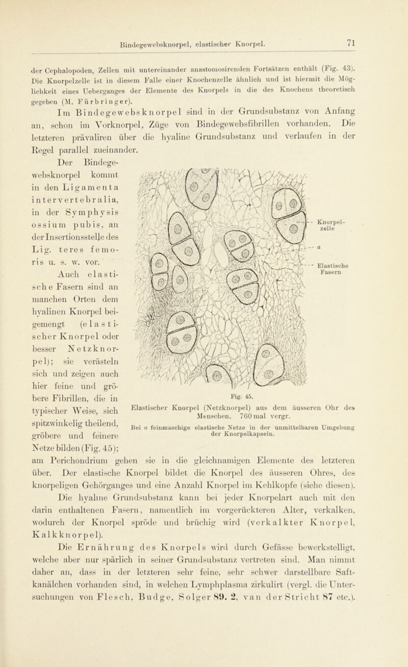 Bindegewebsknorpel, elastischer Knorpel. Elastische Fasern der Cephalopoden, Zellen mit untereinander anastomosirenden Fortsätzen entliält (Fig. 43). Die Knorpelzelle ist in diesem Falle einer Knochenzelle ähnlich und ist hiermit die Mög- lichkeit eines Ueberganges der Elemente des Knorpels in die des Knochens theoretisch gegeben (M. Fürbringer). Im Bindegewebsknorpel sind in der Grundsubstanz von Anfang an, schon im Vorknorpel, Züge von Bindegewebsfibrillen vorhanden. Die letzteren prävaliren über die hyaline Grundsubstanz und verlaufen in der Regel parallel zueinander. Der Bindege- websknorpel kommt 'Ä1'V^ in den L i g a m e nta | | | J interverte b r a 1 i a, in der Symphysis ossium pubis.an /rA . Ä : VIf f' derInsertionsstelled.es ' | Ifepp Lig. teres femo- \ \ VO/ - ' ' Auch elasti- sche Fasern sind an manchen Orten dem hyalinen Knorpel bei- gemengt (elasti- scher Knorpel oder besser Netzknor- pel); sie verästeln sich und zeigen auch hier feine und grö- bere Fibrillen, die in typischer Weise, sich spitzwinkelig theilend, gröbere und feinere Netze bilden (Fig. 45); am Perichondrium gehen sie in die gleichnamigen Elemente des letzteren über. Der elastische Knorpel bildet die Knorpel des äusseren Ohres, des knorpeligen Gehörganges und eine Anzahl Knorpel im Kehlkopfe (siehe diesen). Die hyaline Grundsubstanz kann bei jeder Knorpelart auch mit den darin enthaltenen Fasern, namentlich im vorgerückteren Alter, verkalken, wodurch der Knorpel spröde und brüchig wird (verkalkter Knorpel, Kalkknorpel). Die Ernährung des Knorpels wird durch Gefässe bewerkstelligt, welche aber nur spärlich in seiner Grundsubstanz vertreten sind. Man nimmt daher an, dass in der letzteren sehr feine, sehr schwer darstellbare Saft- kanälchen vorhanden sind, in welchen Lymphplasma zirkulirt (vergl. die Unter- suchungen von Flesch, Budge, Solger89. 2, van der Stricht 87 etc.). Fig. 45. Elastischer Knorpel (Netzknorpel) aus dem äusseren Ohr des Menschen. 7G0mal vergr. Bei a feinmaschige elastische Netze in der unmittelbaren Umgebung der Knorpelkapseln.