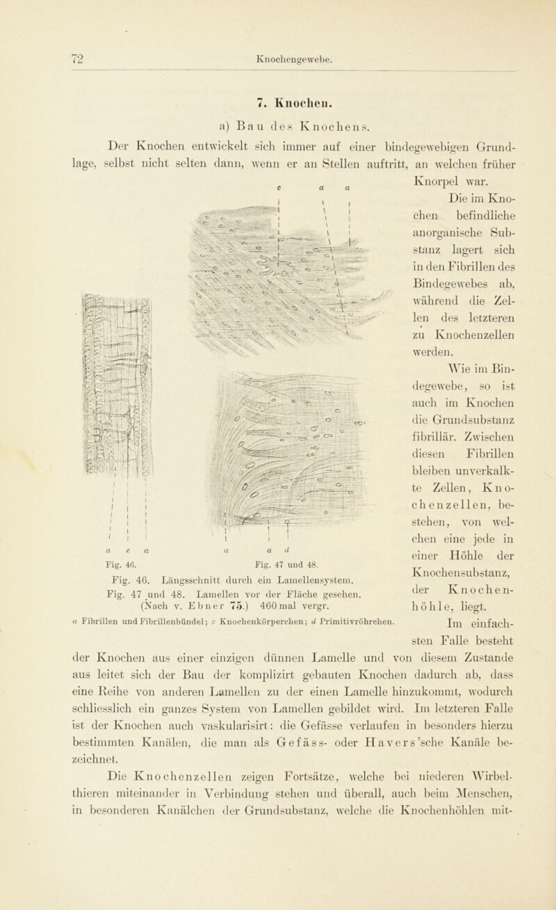7. Knochen. a) Bau des Knochen s. Der Knochen entwickelt sich immer auf einer bindegewebigen Grund- lage, selbst nicht selten dann, wenn er an Stellen auftritt, an welchen früher Knorpel war. c a a l i i ( Die im Kno- \ ! chen befindliche c, .c. ~ ,! ... ' I I ■-V i i !- o v. * o. , - V ‘ k. , AvVV -v . «N, ~ ^ ‘ . Sj Vv O V ^ -- 4. .‘c*- * «L. r-. ' V 17 ' ■ =••• .C.r - : G • *. V\ •' ■<5> r ihr7 i €7 | f I ■ y&. CC« .J*— ' 7': - * anorganische Sub- stanz lagert sich in den Fibrillen des Bindegewebes ab, während die Zel- len des letzteren zu Knochen zellen werden. Wie im Bin- degewebe, so ist auch im Knochen die Grundsubstanz fibrillär. Zwischen diesen Fibrillen bleiben unverkalk- te Zellen , K n o- chenzellen, be- stehen, von wel- chen eine jede in einer Höhle der Knochensubstanz, der Knoche n- hölile, liegt. Im einfach- sten Falle besteht der Knochen aus einer einzigen dünnen Lamelle und von diesem Zustande aus leitet sich der Bau der komplizirt gebauten Knochen dadurch ab, dass eine Keihe von anderen Lamellen zu der einen Lamelle hinzukommt, wodurch schliesslich ein ganzes System von Lamellen gebildet wird. Im letzteren Falle ist der Knochen auch vaskularisirt: die Gefässe verlaufen in besonders hierzu bestimmten Kanälen, die man als Gef äs s- oder Ha versuche Kanäle be- zeichnet. Die Knochenzellen zeigen Fortsätze, welche bei niederen Wirbel- thieren miteinander in Verbindung stehen und überall, auch beim Menschen, in besonderen Kanälchen der Grundsubstanz, welche die Knochenhöhlen mit- jla i ■ - 11 i :7t l i « t t i i a <?- d Fig. 47 und 48. a c a Fig. 46. Fig. 46. Längsschnitt durch ein Lamellensystem. Fig. 47 und 48. Lamellen vor der Fläche gesehen. (Nach v. Ebner 75.) 460 mal vergr. a Fibrillen und Fibrillenbündel; c Knochenkörperchen; d Primitivröhrchen.