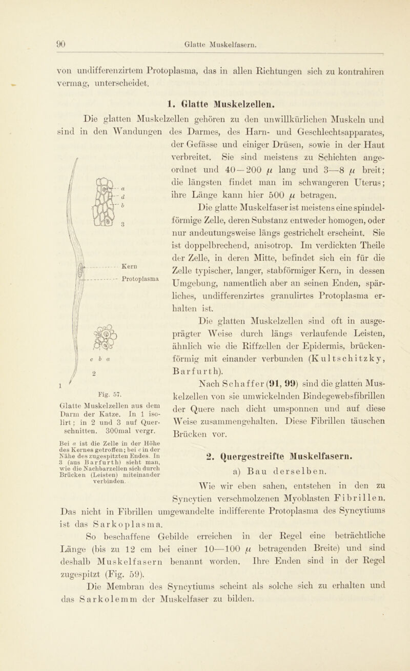 von undifferenzirtem Protoplasma, das in allen Richtungen sich zu kontrahiren vermag, unterscheidet. 1. Glatte Muskelz eilen. Die glatten Muskelzellen gehören zu den unwillkürlichen Muskeln und sind in den Wandungen des Darmes, des Harn- und Geschlechtsapparates, der Gefässe und einiger Drüsen, sowie in der Haut verbreitet. Sie sind meistens zu Schichten ange- ordnet und 40—200 (.i lang und 3—8 f.i breit; die längsten findet man im schwangeren Uterus; ihre Länge kann hier 500 fi betragen. Die glatte Muskelfaser ist meistens eine spindel- förmige Zelle, deren Substanz entweder homogen, oder nur andeutungsweise längs gestrichelt erscheint. Sie ist doppelbrechend, anisotrop. Im verdickten Theile der Zelle, in deren Mitte, befindet sich ein für die Zelle typischer, langer, stabförmiger Kern, in dessen Eingebung, namentlich aber an seinen Enden, spär- liches, undifferenzirtes granulirtes Protoplasma er- halten ist. Die glatten Muskelzellen sind oft in ausge- prägter Weise durch längs verlaufende Leisten, ähnlich wie die Riff zellen der Epidermis, brücken- förmig mit einander verbunden (Kultschitzky, B a r f u r t h). Nach Schaffer (91, 99) sind die glatten Mus- helzellen von sie umwickelnden Bindegewebsfibrillen der Quere nach dicht umsponnen und auf diese Weise zusammengehalten. Diese Fibrillen täuschen Brücken vor. 2. Quergestreifte Muskelfasern. a) Bau derselben. Wie wir eben sahen, entstehen in den zu Syncytien verschmolzenen Myoblasten Fibrillen. Das nicht in Fibrillen umgewandelte indifferente Protoplasma des Syncytiums ist das Sarkoplasma. So beschaffene Gebilde erreichen in der Regel eine beträchtliche Länge (bis zu 12 cm bei einer 10—100 f,i betragenden Breite) und sind deshalb Muskelfasern benannt worden. Ihre Enden sind in der Regel zugespitzt (Fig. 59). Die Membran des Syncytiums scheint als solche sich zu erhalten und das S a r k o 1 e m m der Muskelfaser zu bilden. Fig. 57. Glatte Muskelzellen aus dem Darm der Katze. In 1 iso- lirt; in 2 und 3 auf Quer- schnitten. 300mal vergr. Bei a ist die Zelle in der Höhe des Kernes getrotfen; hei c in der Nähe des zugespitzten Endes. In 3 (aus Barfurth) sieht man, wie die Nachbarzellen sich durch Brücken (Leisten) miteinander verbinden.