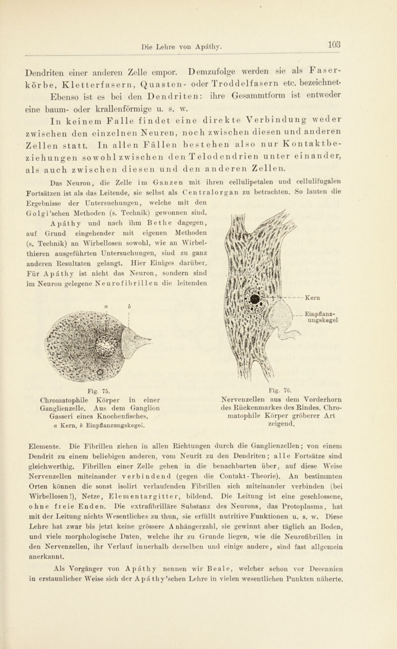 Die Lehre von Apäthy. Dendriten einer anderen Zelle empor. Demzufolge werden sie als Faser- körbe, Kletterfasern, Quasten- oder 1 roddelfasern etc. bezeichnet* Ebenso ist es bei den Dendriten: ihre Gesammtform ist entweder eine bäum- oder krallenförmige u. s. w. In keinem Falle findet eine direkte Verbindung weder zwischen den einzelnen Neuren, noch zwischen diesen und anderen Zellen statt. In allen Fällen best ehen also nur Kontaktbe- zi eh un gen sowohl zwischen den T elod en d rien unter einander, als auch zwischen diesen und den anderen Zellen. Das Neuron, die Zelle im Ganzen mit ihren cellulipetalen und cellulifugalen Fortsätzen ist als das Leitende, sie selbst als Centralorgan zu betrachten. So lauten die Ergebnisse der Untersuchungen, welche mit den Golgi’schen Methoden (s. Technik) gewonnen sind. . Apäthy und nach ihm Betlie dagegen, jfSvj auf Grund eingehender mit eigenen Methoden ' (s. Technik) an Wirbellosen sowohl, wie an Wirbel- thieren ausgeführten Untersuchungen, sind zu ganz anderen Resultaten gelangt. Hier Einiges darüber. I Für Apäthy ist nicht das Neuron, sondern sind im Neuron gelegene Neurofibrillen die leitenden lll^ 111-----Kern Einpflanz- ungskegel Fig. 75. Chromatophile Körper in einer Ganglienzelle. Aus dem Ganglion Gasseri eines Knochenfisches. a Kern, b Einpflanzungskegei. Fig. 76. Nervenzellen aus dem Vorderhorn des Rückenmarkes des Rindes. Chro- matophile Körper gröberer Art zeigend. Elemente. Die Fibrillen ziehen in allen Richtungen durch die Ganglienzellen; von einem Dendrit zu einem beliebigen anderen, vom Neurit zu den Dendriten; alle Fortsätze sind gleichwerthig. Fibrillen einer Zelle gehen in die benachbarten über, auf diese Weise Nervenzellen miteinander verbindend (gegen die Contakt - Theorie). An bestimmten Orten können die sonst isolirt verlaufenden Fibrillen sicli miteinander verbinden (bei Wirbellosen!), Netze, Elementargitter, bildend. Die Leitung ist eine geschlossene, ohne freie Enden. Die extrafibrilläre Substanz des Neurons, das Protoplasma, hat mit der Leitung nichts Wesentliches zu thun, sie erfüllt nutritive Funktionen u. s. w. Diese Lehre hat zwar bis jetzt keine grössere A nhängerzahl, sie gewinnt aber täglich an Boden, und viele morphologische Daten, welche ihr zu Grunde liegen, wie die Neurofibrillen in den Nervenzellen, ihr Verlauf innerhalb derselben und einige andere, sind fast allgemein anerkannt. Als Vorgänger von Apäthy nennen wir Beale, welcher schon vor Decennien in erstaunlicher Weise sich der Apäthy’schen Lehre in vielen wesentlichen Punkten näherte.