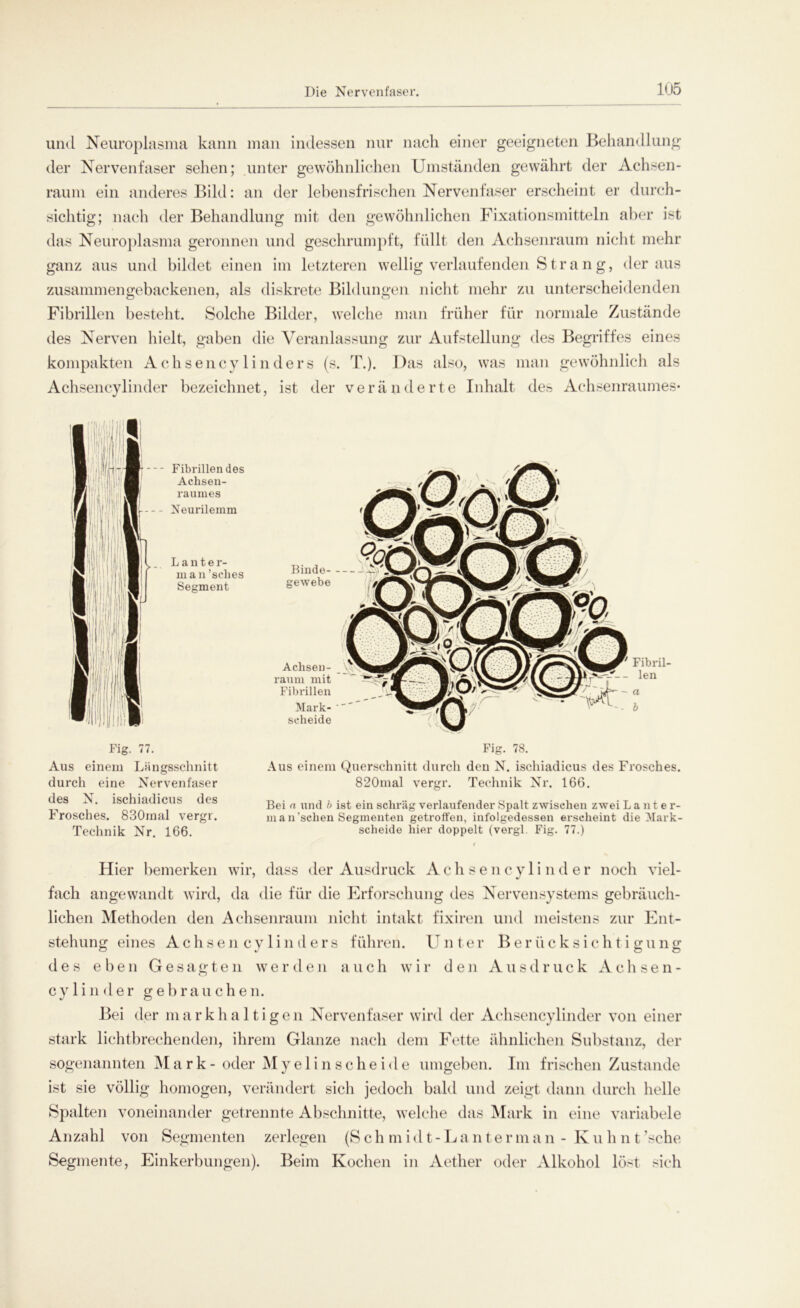 und Neuroplasma kann man indessen nur nach einer geeigneten Behandlung der Nervenfaser sehen; unter gewöhnlichen Umständen gewährt der Achsen- raum ein anderes Bild: an der lebensfrischen Nervenfaser erscheint er durch- sichtig; nach der Behandlung mit den gewöhnlichen Fixationsmitteln aber ist das Neuroplasma geronnen und geschrumpft, füllt den Achsenraum nicht mehr ganz aus und bildet einen im letzteren wellig verlaufenden Stra n g, der aus zusammengebackenen, als diskrete Bildungen nicht mehr zu unterscheidenden Fibrillen besteht. Solche Bilder, welche man früher für normale Zustände des Nerven hielt, gaben die Veranlassung zur Aufstellung des Begriffes eines kompakten Achsency li n ders (s. T.). Das also, was man gewöhnlich als Achsencylinder bezeichnet, ist der veränderte Inhalt der= Achsenraumes* Fibrillen des Achsen- raumes Neurilemm Lanter- man’selies Segment Binde- gewebe Achsen- raum mit Fibrillen Mark- scheide Fibril- len a b Fig. 77. Aus einem Längsschnitt durch eine Nervenfaser des N. ischiadicus des Frosches. 830rnal vergr. Technik Nr. 166. Fig. 78. Aus einem Querschnitt durch den N. ischiadicus des Frosches. 820mal vergr. Technik Nr. 166. Bei n und b ist ein schräg verlaufender Spalt zwischen zwei Lanter- man'sclien Segmenten getroffen, infolgedessen erscheint die Mark- scheide hier doppelt (vergl. Fig. 77.) Hier bemerken wir, dass der Ausdruck Achsencylinder noch viel- fach angewandt wird, da die für die Erforschung des Nervensystems gebräuch- lichen Methoden den Achsenraum nicht intakt fixiren und meistens zur Ent- stehung eines Achsen cy lind er s führen. Unter Berücksichtigung des eben Gesagten werden auch wir den Ausdruck Achsen- cylinder gebrauchen. Bei der markhaltigen Nervenfaser wird der Achsencylinder von einer stark lichtbrechenden, ihrem Glanze nach dem Fette ähnlichen Substanz, der sogenannten Ma rk-oder Myelin sehe ide umgeben. Im frischen Zustande ist sie völlig homogen, verändert sich jedoch bald und zeigt dann durch helle Spalten voneinander getrennte Abschnitte, welche das Mark in eine variabele Anzahl von Segmenten zerlegen (S c h m i d t- L a n t e r m an- K u h n t ’sche Segmente, Einkerbungen). Beim Kochen in Aether oder Alkohol löst sich