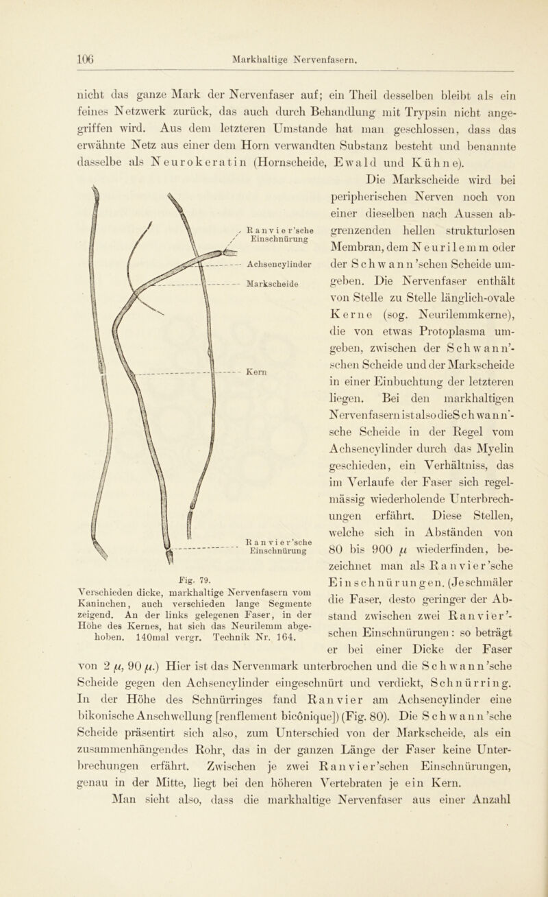 nicht das ganze Mark der Nervenfaser auf; ein Theil desselben bleibt als ein feines Netzwerk zurück, das auch durch Behandlung mit Trypsin nicht ange- griffen wird. Aus dem letzteren Umstande hat man geschlossen, dass das erwähnte Netz aus einer dem Horn verwandten Substanz besteht und benannte dasselbe als Neurokeratin (Hornscheide, Ewald und Kühne). Die Markscheide wird bei peripherischen Nerven noch von einer dieselben nach Aussen ab- Fig. 79. Verschieden dicke, markhaltige Nervenfasern vom Kaninchen, auch verschieden lange Segmente zeigend. An der links gelegenen Faser, in der Höhe des Kernes, hat sich das Neurilemm abge- hoben. 140mal vergr. Technik Nr. 164. grenzenden hellen strukturlosen Membran, dem Neurilemm oder der Schwan n ’schen Scheide um- geben. Die Nervenfaser enthält von Stelle zu Stelle länglich-ovale Kerne (sog. Neurilemmkerne), die von etwas Protoplasma um- geben, zwischen der S c h w a n lo- schen Scheide und der Markscheide in einer Einbuchtung der letzteren liegen. Bei den markhaltigen Nervenfasern ist also dieS chwa n n’- sche Scheide in der Regel vom Achsencylinder durch das Myelin geschieden, ein Verhältniss, das im Verlaufe der Faser sich regel- mässig wiederholende Unterbrech- ungen erfährt. Diese Stellen, welche sich in Abständen von 80 bis 900 fit wiederfinden, be- zeichnet man als R a n v i e r ’sche E i n s c h n ii r ungen. (Je schmäler die Faser, desto geringer der Ab- stand zwischen zwei Ranvielo- schen Einschnürungen: so beträgt er bei einer Dicke der Faser von 2 ju, 90 (.i.) Hier ist das Nervenmark unterbrochen und die Sch wan n’sche Scheide gegen den Achsency linder eingeschnürt und verdickt, Schnür ring. In der Höhe des Schnürringes fand Ran vier am Aehsencylinder eine bikonische Anschwellung [renflement bicönique]) (Fig. 80). Die Sch w a n n ’sche Scheide präsentirt sich also, zum Unterschied von der Markscheide, als ein zusammenhängendes Rohr, das in der ganzen Länge der Faser keine Unter- brechungen erfährt. Zwischen je zwei Ranvier’schen Einschnürungen, genau in der Mitte, liegt bei den höheren Vertebraten je ein Kern. Man sieht also, dass die markhaltige Nervenfaser aus einer Anzahl