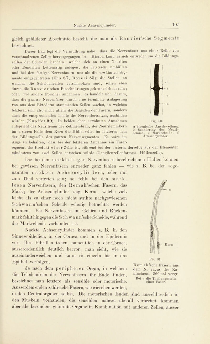 Nackte Achsencylinder . ci - b --- d Fig. 80. a biconisclie Anschwellung, b Schnürring des Neuri- lemms, c Markscheide, d Achsencylinder. gleich gebildeter Abschnitte besteht, die man als Ranvier’sche Segmente bezeichnet. Dieser Bau legt die Vermuthung nahe, dass die Nervenfaser aus einer Reihe von verschmolzenen Zellen hervorgegangen ist. Hierbei kann es sich entweder um die Bildungs- zellen der Scheiden handeln, welche sich an einen Neuriten oder Dendriten kettenartig anlegen, die letzteren umhüllen und bei den fertigen Nervenfasern uns als die erwähnten Seg- mente entgegentreten (His 87, Boveri 85): die Stellen, an welchen die Scheidenzellen verschmolzen sind, sollen eben durch die R an v ie r’schen Einschnürungen gekennzeichnet sein ; oder, wie andere Forscher annehmen, es handelt sich darum, dass die ganze Nervenfaser durch eine terminale Anlagerung von aus dem Ektoderm stammenden Zellen wächst, in welchen letzteren sich also nicht allein die Scheiden der Fasern, sondern auch die entsprechenden Theile des Nervenfortsatzes, ausbilden würden (Kupffer 90). In beiden oben erwähnten Annahmen entspricht das Neurilemm der Zellmembrau, der Neurilemmkern im ersteren Falle dem Kern der Ilülleuzelle, im letzteren dem der Bildungszelle des ganzen Nervensegmentes. Es wäre im Auge zu behalten, dass bei der letzteren Annahme ein Faser- segment das Produkt einer Zelle ist, während bei der ersteren derselbe aus den Elementen mindestens von zwei Zellen entstehen würde (Ganglienzellenfortsatz, Hüllenzelle). Die bei den markhaltigen Nervenfasern beschriebenen Hüllen können bei gewissen Nervenfasern entweder ganz fehlen — wie z. B. bei den soge- nannten nackten Achsencylindern, oder nur zum Theil vertreten sein; so fehlt bei den mark, losen Nervenfasern, den R e m ak ’schen Fasern, das Mark; der Achsencylinder zeigt Kerne, welche viel- leicht als zu einer noch nicht strikte nachgewiesenen S c h w a n n ’schen Scheide gehörig betrachtet werden könnten. Bei Nervenfasern im Gehirn und Rücken- mark fehlt hingegen die Sch w a n n’sche Scheide, während die Markscheide vorhanden ist. Nackte Achsencylinder kommen z. B. in den Sinnesepithelien, in der Cornea und in der Epidermis vor. Ihre Fibrillen treten, namentlich in der Cornea, ausserordentlich deutlich hervor: man sieht, wie sie auseinanderweichen und kann sie einzeln bis in das Epithel verfolgen. Je nach dem peripheren Organ, in welchem die Telodendrien der Nervenfasern ihr Ende finden, bezeichnet man letztere als sensible oder motorische. Ausserdem enden zahlreiche Fasern, wie wirsehen werden, in den Centralorganen selbst. Die motorischen Enden sind ausschliesslich in den Muskeln vorhanden, die sensiblen nahezu überall verbreitet, kommen aber als besonders geformte Organe in Kombination mit anderen Zellen, ausser Fig. 81. R e m a k ’sche Fasern aus dem N. vagus des Ka- ninchens. 360mal vergr. Bei a die Tlieilungsstelle einer Faser.