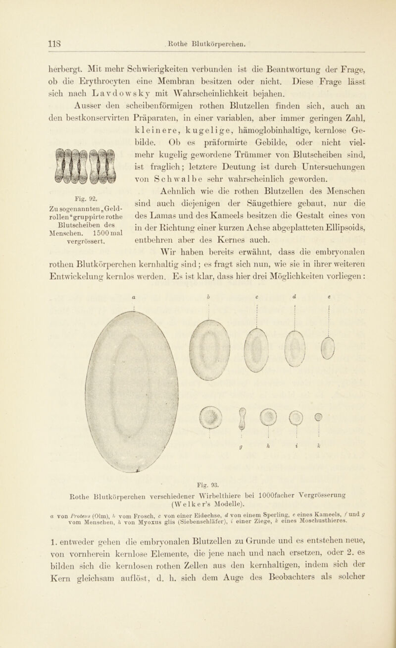 11S Rothe Blutkörperchen. herbergt. Mit mehr Schwierigkeiten verbunden ist die Beantwortung der Frage, ob die Erythrocyten eine Membran besitzen oder nicht. Diese Frage lässt sich nach Lavdowsky mit Wahrscheinlichkeit bejahen. Ausser den scheibenförmigen rothen Blutzellen finden sich, auch an den bestkonservirten Präparaten, in einer variablen, aber immer geringen Zahl, kleinere, kugelige, hämoglobinhaltige, kernlose Ge- bilde. Ob es präform irte Gebilde, oder nicht viel- mehr kugelig gewordene Trümmer von Blutscheiben sind, ist fraglich; letztere Deutung ist durch Untersuchungen von Schwalbe sehr wahrscheinlich geworden. Aehnlich wie die rothen Blutzellen des Menschen sind auch diejenigen der Säugethiere gebaut, nur die des Lamas und des Kameels besitzen die Gestalt eines von in der Richtung einer kurzen Achse abgeplatteten Ellipsoids, entbehren aber des Kernes auch. Wir haben bereits erwähnt, dass die embryonalen rothen Blutkörperchen kernhaltig sind; es fragt sich nun, wie sie in ihrer weiteren Entwickelung kernlos werden. Es ist klar, dass hier drei Möglichkeiten vorliegen: Fig. 92. Zu sogenannten „Geld- rollen “gruppirte rothe Blutscheiben des Menschen. 1500 mal vergrössert. Fig. 93. Rothe Blutkörperchen verschiedener Wirbelthiere bei lOOOfacher Yergrösserung (Welker’s Modelle). a von Protevs (Olm), vom Frosch, c von einer Eidechse, d von einem Sperling, e eines Ivameels, t und g vom Menschen, h von Myoxus glis (Siebenschläfer), i einer Ziege, k eines Moschusthieres. 1. entweder gehen die embryonalen Blutzellen zu Grunde und es entstehen neue, von vornherein kernlose Elemente, die jene nach und nach ersetzen, oder 2. es bilden sich die kernlosen rothen Zellen aus den kernhaltigen, indem sich der Kern gleichsam auf löst, d. h. sich dem Auge des Beobachters als solcher
