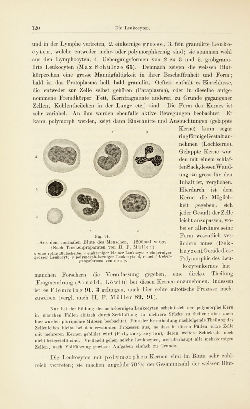 und in der Lymphe vertreten, 2. einkernige grosse, 3. fein granulirte Leuko- cyten, welche entweder mehr- oder polymorphkernig sind; sie stammen wohl aus den Lymphocyten, 4. Uebergangsformen von 2 zu 3 und 5. grobgranu- lirte Leukocyten (Max Schultze 65). Demnach zeigen die weissen Blut- körperchen eine grosse Mannigfaltigkeit in ihrer Beschaffenheit und Form; bald ist das Protoplasma hell, bald granulirt. Oefters enthält es Einschlüsse, die entweder zur Zelle selbst gehören (Paraplasma), oder in dieselbe auf ge- nommene Fremdkörper [Fett, Kernfragmente anderer, zu Grunde gegangener Zellen, Kohlentheilchen in der Lunge etc.] sind. Die Form des Kernes ist sehr variabel. An ihm wurden ebenfalls aktive Bewegungen beobachtet. Er kann polymorph werden, zeigt dann Einschnitte und Ausbuchtungen (gelappte Kerne), kann sogar ringförinigeGestalt an- nehmen (Lochkerne). Gelappte Kerne wur- den mit einem schlaf- fenSack,dessen Wand- ung zu gross für den Inhalt ist, verglichen. Hierdurch ist dem Kerne die Möglich- keit gegeben, sich jeder Gestalt der Zelle leicht anzupassen, wo- bei er allerdings seine Form wesentlich ver- ändern muss (Dek- h u y z e n).Gerade diese Polymorphie des Leu- kocytenkernes hat manchen Forschern die Veranlassung gegeben, eine direkte Theilung [Fragmentirung (Arnold, Löwit)] bei diesen Kernen anzunehmen. Indessen ist es Flemming 91. 3 gelungen, auch hier echte mitotische Prozesse nach- zuweisen (vergl. auch H. F. Müller 89, 91 Fig. 94. Aus dem normalen Blute des Menschen. 1200mal vergr. (Nach Trockenpräparaten von H. F. Müller.) a eine rothe Blutscheibe; b einkerniger kleiner Leukocyt; r. einkerniger grosser Leukocyt; g polymorph-kerniger Leukocyt; d, e und / Ueber- gangsformen von c zu g. Nur bei der Bildung der mehrkernigen Leukocyten scheint sich der polymoiphe Kern in manchen Fällen einfach durch Zerklüftung in mehrere Stücke zu theilen; abei auch hier wurden pluripolare Mitosen beobachtet. Eine der Kerntheilung nachfolgende Theilung des Zellenleibes bleibt bei den erwähnten Prozessen aus, so dass in diesen Fällen eine Zelle mit mehreren Kernen gebildet wird (P o 1 y ka ry o c y te n), deren weitere Schicksale noch nicht festgestellt sind. Vielleicht gehen solche Leukocyten, wie überhaupt alle mehikeinigen Zellen , nach Vollführung gewisser Aufgaben einfach zu Grunde. Die Leukocyten mit polymorphen Kernen sind im Blute sehr zahl- reich vertreten; sie machen ungefähr 70°/o der Gesammtzahl der weissen Blut-