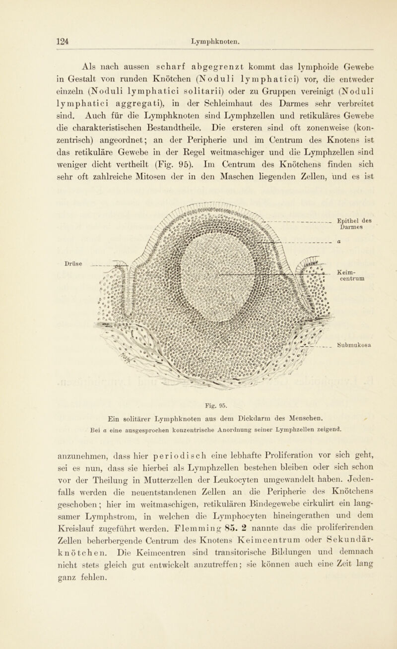Als nach aussen scharf abgegrenzt kommt das lymphoide Gewebe in Gestalt von runden Knötchen (Noduli lymphatici) vor, die entweder einzeln (Noduli lymphatici solitarii) oder zu Gruppen vereinigt (Noduli lymphatici aggregati), in der Schleimhaut des Darmes sehr verbreitet sind. Auch für die Lymphknoten sind Lymphzellen und retikuläres Gewebe die charakteristischen Bestandteile. Die ersteren sind oft zonenweise (kon- zentrisch) angeordnet; an der Peripherie und im Centrum des Knotens ist das retikuläre Gewrebe in der Regel weitmaschiger und die Lymphzellen sind weniger dicht vertheilt (Fig. 95). Im Centrum des Knötchens finden sich sehr oft zahlreiche Mitosen der in den Maschen liegenden Zellen, und es ist Fig. 95. Ein solitärer Lymphknoten aus dem Dickdarm des Menschen. Bei a eine ausgesprochen konzentrische Anordnung seiner Lymphzellen zeigend. anzunehmen, dass hier periodisch eine lebhafte Proliferation vor sich geht, sei es nun, dass sie hierbei als Lymphzellen bestehen bleiben oder sich schon vor der Theilung in Mutterzellen der Leukocyten umgewandelt haben. Jeden- falls werden die neuentstandenen Zellen an die Peripherie des Knötchens geschoben; hier im weitmaschigen, retikulären Bindegewebe cirkulirt ein lang- samer Lymphstrom, in welchen die Lymphocyten hineingerathen und dem Kreislauf zugeführt werden. Flemmi ng 85. 2 nannte das die proliferirenden Zellen beherbergende Centrum des Knotens Keim centrum oder Sekundär- knötchen. Die Keimcentren sind transitorische Bildungen und demnach nicht stets gleich gut entwickelt anzutreffen; sie können auch eine Zeit lang ganz fehlen.