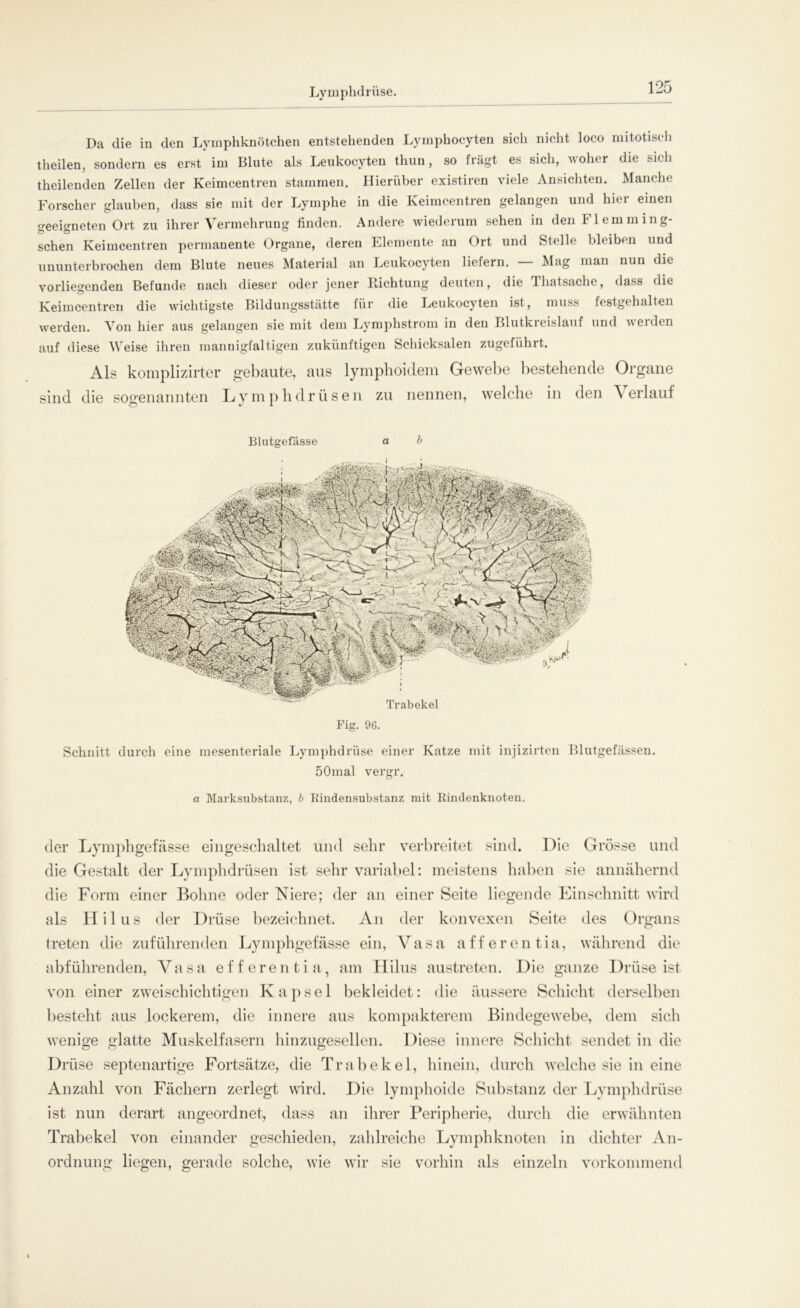 Lymphdri'ise. Da die in den Lymphknötchen entstehenden Lymphocyten sich nicht loco mitotisch theilen, sondern es erst im Blute als Leukocyten thun, so fragt es sich, woher die sich theilenden Zellen der Keimcentren stammen. Hierüber existiren viele Ansichten. Manche Forscher glauben, dass sie mit der Lymphe in die Keimcentren gelangen und hier einen geeigneten Ort zu ihrer Vermehrung finden. Andere wiederum sehen in den Flemming- schen Keimcentren permanente Organe, deren Elemente an Ort und Stelle bleiben und ununterbrochen dem Blute neues Material an Leukocyten liefern. — Mag man nun die vorliegenden Befunde nach dieser oder jener Richtung deuten, die Thatsachc, dass die Keimcentren die wichtigste Bildungsstätte für die Leukocyten ist, muss festgehalten werden. Von hier aus gelangen sie mit dem Lymphstrom in den Blutkreislauf und werden auf diese Weise ihren mannigfaltigen zukünftigen Schicksalen zugeführt. Als komplizirter gebaute, aus lymphoidem Gewebe bestehende Organe sind die sogenannten Lymphdrüsen zu nennen, welche in den Verlauf Blutgefässe a b Fig. 96. Schnitt durch eine mesenteriale Lymphdrüse einer Katze mit injizirten Blutgefässen. 50mal vergr. a Marksubstanz, b Rindensubstanz mit Rindenknoten. der Lymphgefässe eingeschaltet und sehr verbreitet sind. Die Grösse und die Gestalt der Lymphdrüsen ist sehr variabel: meistens haben sie annähernd die Form einer Bohne oder Niere; der an einer Seite liegende Einschnitt wird als Hilus der Drüse bezeichnet. An der konvexen Seite des Organs treten die zuführenden Lymphgefässe ein, Vasa afferentia, während die abführenden, Vasa efferentia, am Hilus austreten. Die ganze Drüse ist von einer zweischichtigen Kapsel bekleidet: die äussere Schicht derselben besteht aus lockerem, die innere aus kompakterem Bindegewebe, dem sich wenige glatte Muskelfasern hinzugesellen. Diese innere Schicht sendet in die Drüse septenartige Fortsätze, die Trabekel, hinein, durch welche sie in eine Anzahl von Fächern zerlegt wird. Die lymphoide Substanz der Lymphdrüse ist nun derart angeordnet, dass an ihrer Peripherie, durch die erwähnten Trabekel von einander geschieden, zahlreiche Lymphknoten in dichter An- ordnung liegen, gerade solche, wie wir sie vorhin als einzeln vorkommend