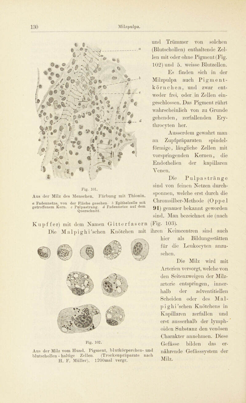 ' 3* _. L # ;'y'I - V & • *,*• .*•. . % ?V-v 3 .©* ß ^ *' • > M c und Trümmer von solchen (Blutschollen) enthaltende Zel- len mit oder ohne Pigment (Fig. 102) und 5. weisse Blutzellen. Es finden sich in der Milzpulpa auch Pigment- körnchen, und zwar ent- weder frei, oder in Zellen ein- geschlossen. Das Pigment rührt wahrscheinlich von zu Grunde gehenden, zerfallenden Ery- throcyten her. Ausserdem gewahrt man an Zupf präparaten spindel- förmige, längliche Zellen mit vorspringenden Kernen, die Endothelien der kapillaren Venen. Die Pulpastränge sind von feinen Netzen durch- sponnen, welche erst durch die Chromsilber-Methode (O p p e 1 91) genauer bekannt geworden sind. Man bezeichnet sie (nach Kupffer) mit dem Namen Gitter fasern (Fig. 103). Die MalpighPsehen Knötchen mit ihren Keimcentren sind auch hier als Bildungsstätten Fig. 101. Aus der Milz des Mensehen. Färbung mit Thionin. a Fadennetze, von der Fläche gesehen, b Epithelzelle mit getroffenem Kern, c Pulpastrang, d Fadennetze auf dem Querschnitt. £ V - rv ■ j •'■V 1 • * Fig. 102. Aus der Milz vom Hund. Pigment, blutkörperchen- und blutschollen - haltige Zellen. (Trockenpräparate nach H. F. Müller). 1200mal vergr. für die Leukocyten anzu- sehen. Die Milz wird mit Arterien versorgt, welche von den Seitenzweigen der Milz- arterie entspringen, inner- halb der adventitiellen Scheiden oder des Mal- p i ghi ’sehen Knötchens in Kapillaren zerfallen und erst ausserhalb der lymph- oiden Substanz den venösen Charakter annehmen. Diese Gefässe bilden das er- nährende Gefässsystem der Milz.