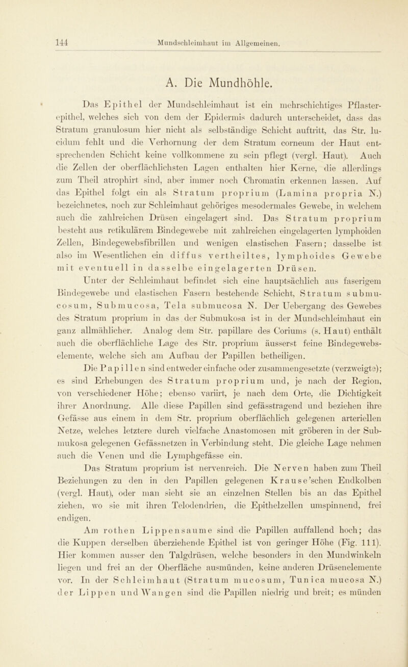 A. Die Mundhöhle. Das Epithel der Mundschleimhaut ist ein mehrschichtiges Pflaster- epithel, welches sich von dem der Epidermis dadurch unterscheidet, dass das Stratum granulosum hier nicht als selbständige Schicht auftritt, das Str. lu- cidum fehlt und die Verhornung der dem Stratum corneum der Haut ent- sprechenden Schicht keine vollkommene zu sein pflegt (vergl. Haut). Auch die Zellen der oberflächlichsten Lagen enthalten hier Kerne, die allerdings zum Theil atrophirt sind, aber immer noch Chromatin erkennen lassen. Auf das Epithel folgt ein als S t r a t u m p r op r i u m (L a m i n a p r o p r i a N.) bezeichnetes, noch zur Schleimhaut gehöriges mesodermales Gewebe, in welchem auch die zahlreichen Drüsen eingelagert sind. Das Stratum proprium besteht aus retikulärem Bindegewebe mit zahlreichen eingelagerten lymphoiden Zellen, Bindegewebsfibrillen und wenigen elastischen Fasern; dasselbe ist also im Wesentlichen ein diffus vertheilt es, lymphoides Gewebe mit eventuell in dasselbe eingelagerten Drüsen. Unter der Schleimhaut befindet sich eine hauptsächlich aus faserigem Bindegewebe und elastischen Fasern bestehende Schicht, Stratum submu- cosum, Submucosa, Tela submucosa N. Der Uebergang des Gewebes des Stratum proprium in das der Submukosa ist in der Mundschleimhaut ein ganz allmählicher. Analog dem Str. papillare des Coriums (s. Haut) enthält auch die oberflächliche Lage des Str. proprium äusserst feine Bindegewebs- elemente, welche sich am Aufbau der Papillen betheiligen. Die P a p i 11 e n sind entweder einfache oder zusammengesetzte (verzweigte); es sind Erhebungen des Stratum proprium und, je nach der Region, von verschiedener Höhe; ebenso variirt, je nach dem Orte, die Dichtigkeit ihrer Anordnung. Alle diese Papillen sind gefässtragend und beziehen ihre Gefässe aus einem in dem Str. proprium oberflächlich gelegenen arteriellen Netze, welches letztere durch vielfache Anastomosen mit gröberen in der Sub- mukosa gelegenen Gefässnetzen in Verbindung steht. Die gleiche Lage nehmen auch die Venen und die Lymphgefässe ein. Das Stratum proprium ist nervenreich. Die Nerven haben zum Theil Beziehungen zu den in den Papillen gelegenen Krause’schen Endkolben (vergl. Haut), oder man sieht sie an einzelnen Stellen bis an das Epithel ziehen, wo sie mit ihren Telodendrien, die Epithelzellen umspinnend, frei endigen. Am ro tlien Lippen säume sind die Papillen auffallend hoch; das die Kuppen derselben überziehende Epithel ist von geringer Höhe (Fig. 111). Hier kommen ausser den Talgdrüsen, welche besonders in den Mundwinkeln liegen und frei an der Oberfläche ausmünden, keine anderen Drüsenelemente vor. In der Schleimhaut (Stratum mucosum, Tun ica mucosa N.) der Lippen und Wangen sind die Papillen niedrig und breit; es münden
