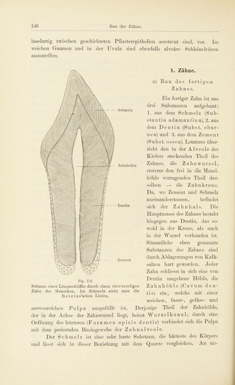 inselartig zwischen geschichteten Pflasterepithelien zerstreut sind, vor. Im weichen Gaumen und in der Uvula sind ebenfalls alveäre Schleimdrüsen anzutreffen. Schmelz - Zahnhöhle Dentin 1. Zähne. a) Bau des fertigen Zahnes. Ein fertiger Zahn ist aus drei Substanzen aufgebaut: 1. aus dem Schmelz (Sub- stantia adamantina), 2. aus dem Dentin (Subst. ebur- nea) und 3. aus dem Zement (Subst. ossea). Letzteres über- zieht den in der Alveole des Kiefers steckenden Theil des Zahnes, die Zahnwurzel, ersterer den frei in die Mund- höhle vorragenden Theil des- selben — die Zahnkrone. Da, wo Zement und Schmelz aneinanderstossen, befindet sich der Zahnhals. Die Hauptmasse des Zahnes besteht hingegen aus Dentin, das so- wohl in der Krone, als auch in der Wurzel vorhanden ist. Sämmtliche eben genannte Substanzen des Zahnes sind durch Ablagerungen von Kalk- salzen hart geworden. Jeder Zahn schliesst in sich eine von Dentin umgebene Höhle, die Zahnhöhle (Cavum den- tis) ein, welche mit einer weichen, faser-, gefäss- und nervenreichen Pulpa ausgefüllt ist. Derjenige Theil der Zahnhöhle, der in der Achse der Zahnwurzel liegt, heisst Wurzelkanal; durch eine Oeffnung des letzteren (F ora men apicis dentis) verbindet sich die Pulpa mit dem periostalen Bindegewebe der Zahnalveole. Der Schmelz ist eine sehr harte Substanz, die härteste des Körpers und lässt sich in dieser Beziehung mit dem Quarze vergleichen. An un- Zement Fig. 112. Schema eines LängsschlifFes durch einen einwurzeligen Zahn des Menschen. Im Schmelz sieht man die Itetzius’schen Linien.