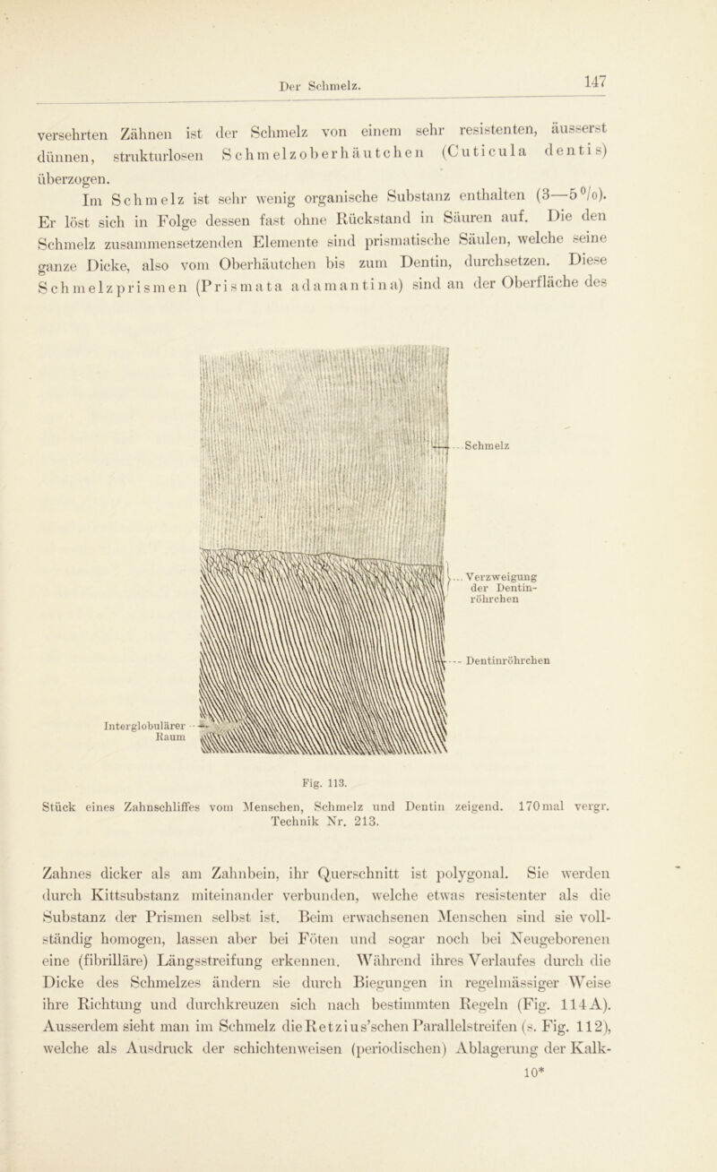 Der Schmelz Versehrten Zähnen ist der Schmelz von einem sehr resistenten, äusserst dünnen, strukturlosen Schmelzobe r h ä u t c h e n (Cuticula d e n t i >) überzogen. Im Schmelz ist sehr wenig organische Substanz enthalten (3 5 0/o). Er löst sich in Folge dessen fast ohne Rückstand in Säuren auf. Die den Schmelz zusammensetzenden Elemente sind prismatische Säulen, welche seine ganze Dicke, also vom Oberhäutchen bis zum Dentin, durchsetzen. Du Schmelzprismen (Prisma ta adamantina) sind an der Obei fläche des Fig. 113. Stück eines Zahnschliffes vom Menschen, Schmelz und Dentin zeigend. 170 mal vergr. Technik Nr. 213. Zahnes dicker als am Zahnbein, ihr Querschnitt ist polygonal. Sie werden durch Kittsubstanz miteinander verbunden, welche etwas resistenter als die Substanz der Prismen selbst ist. Beim erwachsenen Menschen sind sie voll- ständig homogen, lassen aber bei Föten und sogar noch bei Neugeborenen eine (fibrilläre) Längsstreifung erkennen. Während ihres Verlaufes durch die Dicke des Schmelzes ändern sie durch Biegungen in regelmässiger Weise ihre Richtung und durchkreuzen sich nach bestimmten Regeln (Fig. 114A). Ausserdem sieht man im Schmelz die Re tzius’schen Parallelstreifen (s. Fig. 112), welche als Ausdruck der schichtenweisen (periodischen) Ablagerung der Kalk- 10*