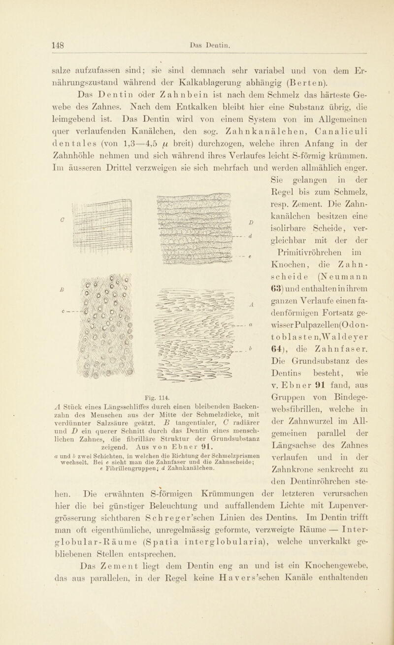 ■■■■■- ••••• 2 £c ’ ‘ A2&2A D i d ^•P« salze aufzufassen sind; sie sind demnach sehr variabel und von dem Er- nährungszustand während der Kalkablagerung abhängig (Berten). Das Dentin oder Zahnbein ist nach dem Schmelz das härteste Ge- webe des Zahnes. Nach dem Entkalken bleibt hier eine Substanz übrig, die leimgebend ist. Das Dentin wird von einem System von im Allgemeinen quer verlaufenden Kanälchen, den sog. Zahnkanälchen, Canaliculi dentales (von 1,3—4,5 /.i breit) durchzogen, welche ihren Anfang in der Zahnhöhle nehmen und sich während ihres Verlaufes leicht S-förmig krümmen. Im äusseren Drittel verzweigen sie sich mehrfach und werden allmählich enger. Sie gelangen in der Regel bis zum Schmelz, resp. Zement. Die Zahn- kanälchen besitzen eine isolirbare Scheide, ver- gleichbar mit der der Primitivröhrchen im Knochen, die Zalin- Vw/ SAa scheide (Neu mann 63) und enthalten in ihrem ganzen Verlaufe einen fa- denförmigen Fortsatz ge- wisser Pulpazellen(0 d o n- toblaste n,Wa 1 d ey er 64) , die Zahnfaser. Die Grundsubstanz des Dentins besteht, wie v. Ebner 91 fand, aus Gruppen von Bindege- websfibrillen, welche in der Zahnwurzel im All- gemeinen parallel der Längsachse des Zahnes verlaufen und in der Zahnkrone senkrecht zu den Dentinröhrchen ste- hen. Die erwähnten S-förmigen Krümmungen der letzteren verursachen hier die bei günstiger Beleuchtung und auffallendem Lichte mit Lupenver- grösserung sichtbaren S c h reger ’schen Linien des Dentins. Im Dentin trifft man oft eigenthümliche, unregelmässig geformte, verzweigte Räume—Inter- globular-Räume (Spatia interglobularia), welche unverkalkt ge- bliebenen Stellen entsprechen. Das Zement liegt dem Dentin eng an und ist ein Knochengewebe, das aus parallelen, in der Regel keine Ha versuchen Kanäle enthaltenden ¥ ;■ _ - a Fig. 114. A Stück eines LängsschlifFes durch einen bleibenden Backen- zahn des Menschen aus der Mitte der Schmelzdicke, mit verdünnter Salzsäure geätzt. JB tangentialer, C radiärer und D ein querer Schnitt durch das Dentin eines mensch- lichen Zahnes, die fibrilläre Struktur der Grundsubstanz zeigend. Aus von Ebner 91. a und b zwei Schichten, in welchen die Kichtung der Schmelzprismen wechselt. Bei c sieht man die Zahnfaser und die Zahnscheide; e Fibrillengruppen; d Zahnkanälehen.