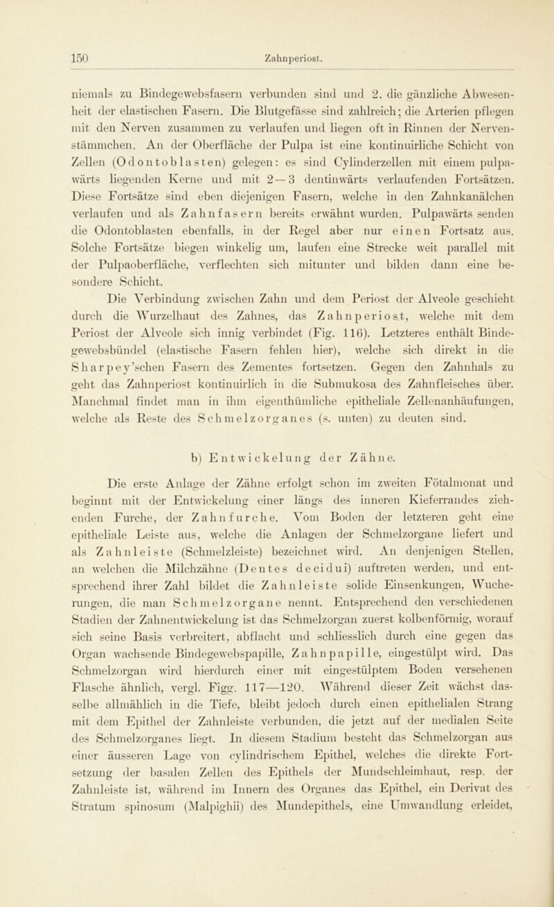 niemals zu Bindegewebsfasern verbunden sind und 2. die gänzliche Abwesen- heit der elastischen Fasern. Die Blutgefässe sind zahlreich; die Arterien pflegen mit den Nerven zusammen zu verlaufen und liegen oft in Rinnen der Nerven- stämmchen. An der Oberfläche der Pulpa ist eine kontinuirliche Schicht von Zellen (Odo nt ob lasten) gelegen: es sind Cylinderzellen mit einem pul pa- wärts liegenden Kerne und mit 2 — 3 dentinwärts verlaufenden Fortsätzen. Diese Fortsätze sind eben diejenigen Fasern, welche in den Zahnkanälchen verlaufen und als Zahn fasern bereits erwähnt wurden. Pulpawärts senden die Odontoblasten ebenfalls, in der Regel aber nur einen Fortsatz aus. Solche Fortsätze biegen winkelig um, laufen eine Strecke weit parallel mit der Pulpaoberfläche, verflechten sich mitunter und bilden dann eine be- sondere Schicht. Die Verbindung zwischen Zahn und dem Periost der Alveole geschieht durch die Wurzelhaut des Zahnes, das Z ahnp erio s.t, welche mit dem Periost der Alveole sich innig verbindet (Fig. 116). Letzteres enthält Binde- gewebsbündel (elastische Fasern fehlen hier), welche sich direkt in die Sharpey’schen Fasern des Zementes fortsetzen. Gegen den Zahnhals zu geht das Zahnperiost kontinuirlich in die Submukosa des Zahnfleisches über. Manchmal findet man in ihm eigenthümliche epitheliale Zellenanhäufungen, welche als Reste des Schmelzorganes (s. unten) zu deuten sind. b) Entwickelung der Zähne. Die erste Anlage der Zähne erfolgt schon im zweiten Fötalmonat und beginnt mit der Entwickelung einer längs des inneren Kieferrandes zieh- enden Furche, der Zahn für che. Vom Boden der letzteren geht eine epitheliale Leiste aus, welche die Anlagen der Schmelzorgane liefert und als Zahn leiste (Schmelzleiste) bezeichnet wird. An denjenigen Stellen, an welchen die Milchzähne (D ent es d e c i d u i) auftreten werden, und ent- sprechend ihrer Zahl bildet die Zahn leiste solide Einsenkungen, Wuche- rungen, die man Schmelz Organe nennt. Entsprechend den verschiedenen Stadien der Zahnentwickelung ist das Schmelzorgan zuerst kolbenförmig, worauf sich seine Basis verbreitert, abflacht und schliesslich durch eine gegen das Organ wachsende Bindege web spapille, Zahnpapille, eingestülpt wird. Das Schmelzorgan wird hierdurch einer mit eingestülptem Boden versehenen Flasche ähnlich, vergl. Figg. 117—120. Während dieser Zeit wächst das- selbe allmählich in die Tiefe, bleibt jedoch durch einen epithelialen Strang mit dem Epithel der Zahnleiste verbunden, die jetzt auf der medialen Seite des Schmelzorganes liegt. In diesem Stadium besteht das Schmelzorgan aus einer äusseren Lage von cylindrischem Epithel, welches die direkte Fort- setzung der basalen Zellen des Epithels der Mundschleimhaut, resp. der Zahnleiste ist, während im Innern des Organes das Epithel, ein Derivat des Stratum spinosum (Malpighii) des Mundepithels, eine Umwandlung erleidet,