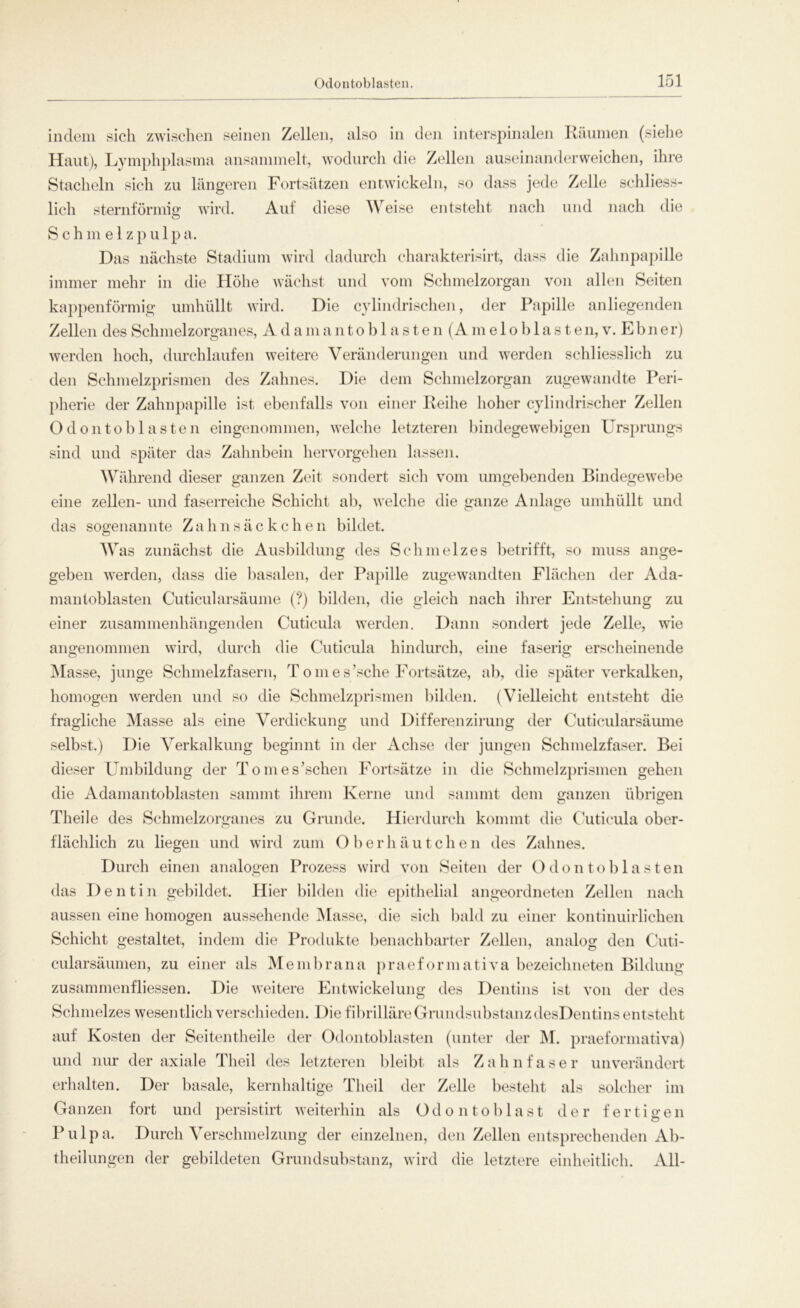 indem sich zwischen seinen Zellen, also in den interspinalen Räumen (siehe Haut), Lymphplasma ansannnelt, wodurch die Zellen auseinanderweichen, ihre Stacheln sich zu längeren Fortsätzen entwickeln, so dass jede Zelle schliess- lich sternförmig wird. Auf diese Weise entsteht nach und nach die S c h m e 1 z p u 1 p a. Das nächste Stadium wird dadurch cluirakterisirt, dass die Zahnpapille immer mehr in die Höhe wächst und vom Schmelzorgan von allen Seiten kappenförmig umhüllt wird. Die cylindrischen, der Papille anliegenden Zellen des Schmelzorganes, Adamantoblasten(Ameloblasten, v. Ebner) werden hoch, durchlaufen weitere Veränderungen und werden schliesslich zu den Schmelzprismen des Zahnes. Die dem Schmelzorgan zugewandte Peri- pherie der Zahnpapille ist ebenfalls von einer Reihe hoher cylindrischer Zellen Odontoblasten eingenommen, welche letzteren bindegewebigen Ursprungs sind und später das Zahnbein hervorgehen lassen. Während dieser ganzen Zeit sondert sich vom umgebenden Bindegewebe eine zellen- und faserreiche Schicht ab, welche die ganze Anlage umhüllt und das sogenannte Zahnsäckchen bildet. W as zunächst die Ausbildung des Schmelzes betrifft, so muss ange- geben werden, dass die basalen, der Papille zugewandten Flächen der Ada- mantoblasten Cuticularsäume (?) bilden, die gleich nach ihrer Entstehung zu einer zusammenhängenden Cuticula werden. Dann sondert jede Zelle, wie angenommen wird, durch die Cuticula hindurch, eine faserig erscheinende Masse, junge Schmelzfasern, T o m e s’sche Fortsätze, ab, die später verkalken, homogen werden und so die Schmelzprismen bilden. (Vielleicht entsteht die fragliche Masse als eine Verdickung und Differenzirung der Cuticularsäume selbst.) Die Verkalkung beginnt in der Achse der jungen Schmelzfaser. Bei dieser Umbildung der Tomes’schen Fortsätze in die Schmelzprismen gehen die Adamantoblasten sannnt ihrem Kerne und sammt dem ganzen übrigen Theile des Schmelzorganes zu Grunde. Hierdurch kommt die Cuticula ober- flächlich zu liegen und wird zum Oberhäutchen des Zahnes. Durch einen analogen Prozess wird von Seiten der Odontoblasten das Dentin gebildet. Hier bilden die epithelial angeordneten Zellen nach aussen eine homogen aussehende Masse, die sich bald zu einer kontinuirlichen Schicht gestaltet, indem die Produkte benachbarter Zellen, analog den Cuti- cularsäumen, zu einer als Membrana praeformativa bezeichneten Bildung zusammenfliessen. Die weitere Entwickelung des Dentins ist von der des Schmelzes wesentlich verschieden. Die fibrilläre Grundsubstanz desDentins entsteht auf Kosten der Seitentheile der Odontoblasten (unter der M. praef ormativa) und nur der axiale Tlieil des letzteren bleibt als Zahnfaser unverändert erhalten. Der basale, kernhaltige Tlieil der Zelle besteht als solcher im Ganzen fort und persistirt weiterhin als Odontoblast der fertigen Pulpa. Durch Verschmelzung der einzelnen, den Zellen entsprechenden Ab- theilungen der gebildeten Grund Substanz, wird die letztere einheitlich. All-