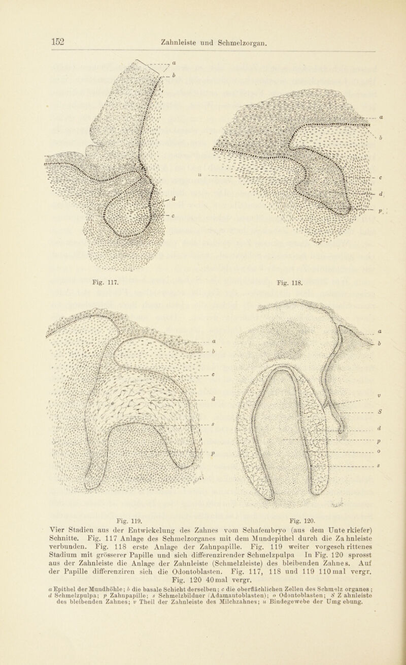 Zahnleiste und Schmelzorgan Fi er ö • 117. Fig. 118. Fig. 119. Fig. 120. Vier Stadien aus der Entwickelung des Zahnes vom Schafembryo (aus dem Unte rkiefer) Schnitte. Fig. 117 Anlage des Schmelzorganes mit dem Mundepithel durch die Zahnleiste verbunden. Fig. 118 erste Anlage der Zahnpapille. Fig. 119 weiter vorgeschrittenes Stadium mit grösserer Papille und sich differenzirender Schmelzpulpa In Fig. 120 sprosst aus der Zahnleiste die Anlage der Zalmleiste (Schmelzleiste) des bleibenden Zahnes. Auf der Papille differenziren sich die Odontoblasten. Fig. 117, 118 und 119 110 mal vergr. Fig. 120 40 mal vergr. a Epithel der Mundhöhle; b die basale Schicht derselben; c die oberflächlichen Zellen des Schmelz Organes ; d Schmelzpulpa; p Zahnpapille; s Schmelzbildner (Adamantoblasten); o Odontoblasten; 6’ Z ahnleiste des bleibenden Zahnes; v Theil der Zahnleiste des Milchzahnes; u Bindegewebe der Umgebung.