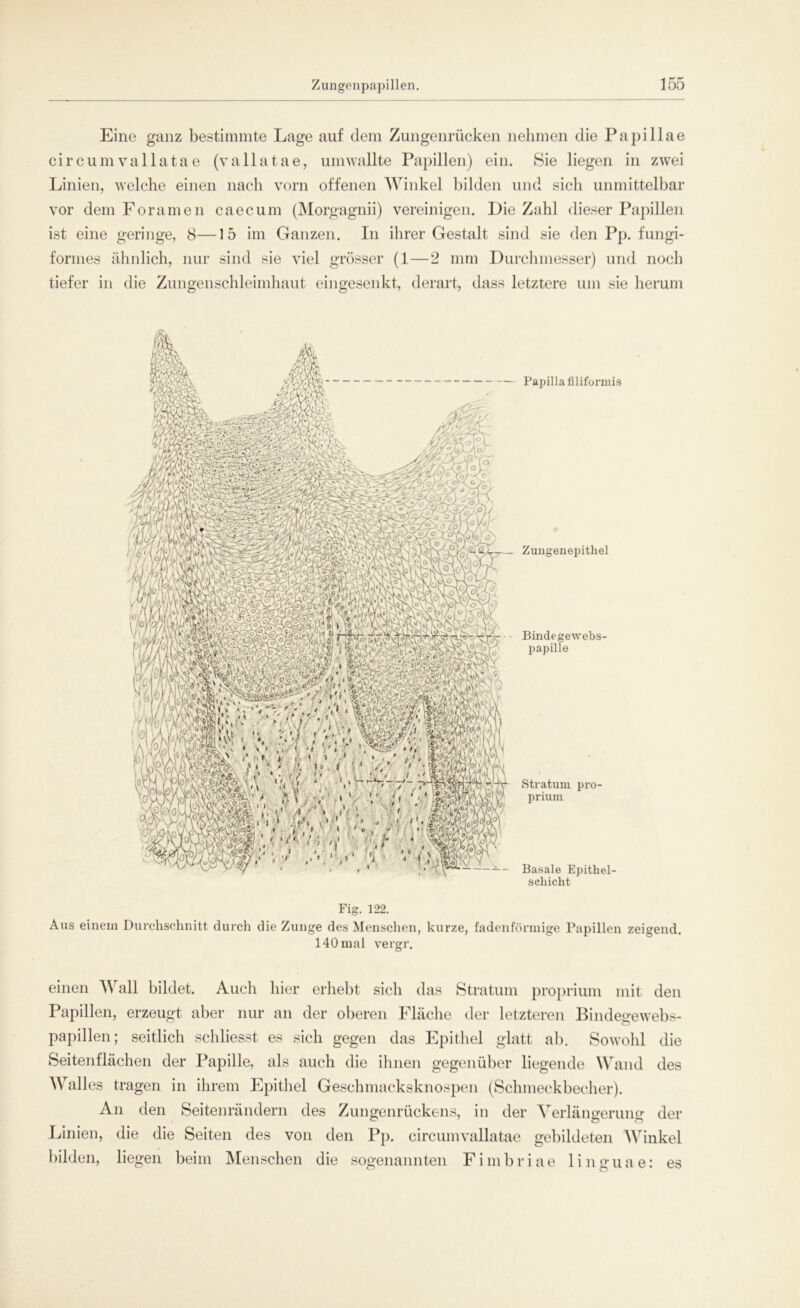 Eine ganz bestimmte Lage auf dem Zungenrücken nehmen die Papillae circum vallata e (vallatae, umwallte Papillen) ein. Sie liegen in zwei Linien, welche einen nach vorn offenen Winkel bilden und sicli unmittelbar vor dem Foramen caecum (Morgagnii) vereinigen. Die Zahl dieser Papillen ist eine geringe, 8—15 im Ganzen. In ihrer Gestalt sind sie den Pp. fungi- formes ähnlich, nur sind sie viel grösser (1—2 mm Durchmesser) und noch tiefer in die Zungenschleimhaut eingesenkt, derart, dass letztere um sie herum Papilla filiforniis Zungenepithel Bindegewebs- papille Stratum pro- prium Basale Epithel- sclxicht Fig. 122. Aus einem Durchschnitt durch die Zunge des Menschen, kurze, fadenförmige Papillen zeigend. 140 mal vergr. einen Wall bildet. Auch liier erhebt sich das Stratum proprium mit den Papillen, erzeugt aber nur an der oberen Fläche der letzteren Bindegewebs- papillen; seitlich schliesst es sich gegen das Epithel glatt ab. Sowohl die Seitenflächen der Papille, als auch die ihnen gegenüber liegende Wand des AValles tragen in ihrem Epithel Geschmacksknospen (Schmeckbecher). An den Seitenrändern des Zungenrückens, in der Verlängerung: der Linien, die die Seiten des von den Pp. circumvallatae gebildeten Winkel bilden, liegen beim Menschen die sogenannten Fimbriae linguae: es