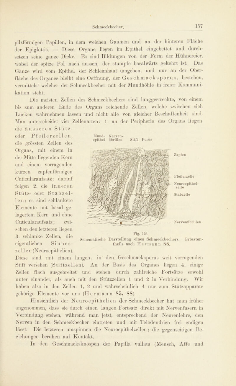 pilzförmigen Papillen, in dem weichen Gaumen und an der hinteren Mache der Epiglottis. — Diese Organe liegen im Epithel eingebettet und durch- setzen seine ganze Dicke. Es sind Bildungen von der Form der Hühnereier, wobei der spitze Pol nach aussen, der stumpfe basalwärts gekehrt ist. Das Ganze wird vom Epithel der Schleimhaut umgeben, und nur an der Ober- fläche des Organes bleibt eine Oeffnung, der Gesell macksporus, bestehen, vermittelst welcher der Schmeckbecher mit der Mundhöhle in freier Kommuni- kation steht. Die meisten Zellen des Schmeckbechers sind langgestreckte, von einem bis zum anderen Ende des Organs reichende Zellen, welche zwischen sich Lücken wahrnehmen lassen und nicht alle von gleicher Beschaffenheit sind. Man unterscheidet vier Zellenarten: 1, an der Peripherie des Organs liegen die äusseren Stütz- oder Pfeiler zellen, die grössten Zellen des Organs, mit einem in der Mitte liegenden Kern und einem vorragenden kurzen zapfenförmigen Cuticularaufsatz; darauf folgen 2. die inneren Stütz- oder St ab zel- len: es sind schlankere Elemente mit basal ge- lagertem Kern und ohne Cuticularauf satz; zwi- Mund- Nerven- epitliel fibrillen Zapfen — Pfeilerzelle Keuroepitliel- zelle - Stabzelle -- Nervenfibrillen Fig. 125. Schematische Darstellung eines Schmeckbechers. theils nach Hermann S8. G rossten- sehen den letzteren liegen 3. schlanke Zellen, die eigentlichen Sinnes- z eilen (Neuroepithelien). Diese sind mit einem langen, in den Gesehmaeksporus weit vorragenden Stift versehen (Stiftzellen). An der Basis des Organes liegen 4. einige Zellen flach ausgebreitet und stehen durch zahlreiche Fortsätze sowohl unter einander, als auch mit den Stützzellen 1 und 2 in Verbindung. Wir haben also in den Zellen 1, 2 und wahrscheinlich 4 nur zum Stützapparate gehörige Elemente vor uns (Hermann 85, 88). Hinsichtlich der Neuroepithelien der Schmeckbecher hat man früher angenommen, dass sie durch einen langen Fortsatz direkt mit Nervenfasern in Verbindung stehen, während man jetzt, entsprechend der Neurenlehre, den Nerven in den Schmeckbecher eintreten und mit Telodendrien frei endigen lässt. Die letzteren umspinnen die Neuroepithelzellen; die gegenseitigen Be- ziehungen beruhen auf Kontakt. In den Geschmacksknospen der Papilla vallata (Mensch, Affe und