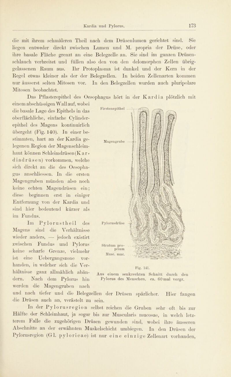 Firstenepithel die mit ihrem schmäleren Theil nach dem Drüsenlumen gerichtet sind. Sie liegen entweder direkt zwischen Lumen und M. propria der Drüse, oder ihre basale Fläche grenzt an eine Belegzelle an. Sie sind im ganzen Drüsen- schlauch verbreitet und füllen also den von den delomorphen Zellen übrig- gelassenen Raum aus. Ihr Protoplasma ist dunkel und der Kern in der Regel etwas kleiner als der der Belegzellen. In beiden Zellenarten kommen nur äusserst selten Mitosen vor. In den Belegzellen wurden auch pluripolare Mitosen beobachtet. Das Pflasterepithel des Oesophagus hört in der Kardia plötzlich mit einem abschüssigen Wall auf, wobei die basale Lage des Epithels in das oberflächliche, einfache Cylinder- epithel des Magens kontinuirlich übergeht (Fig. 140). In einer be- stimmten, hart an der Kardia ge- legenen Region der Magenschleim- haut können Schleimdrüsen (Iv a r * d i ad r ü s e n) Vorkommen, welche sich direkt an die des Oesopha- gus anschliessen. In die ersten Magengruben münden also noch keine echten Magendrüsen ein; Magengrube ' 1 ; rz jfr * 1: Mm Pylorusdrüso diese beginnen erst in einiger Entfernung von der Kardia und sind hier bedeutend kürzer als im Fundus. Im Pylorus theil des Magens sind die Verhältnisse wieder anders, — jedoch existirt zwischen Fundus und Pylorus keine scharfe Grenze, vielmehr ist eine Uebergangszone vor- handen, in welcher sich die Ver- hältnisse ganz allmählich abän- dern. Nach dem Pylorus hin werden die Magengruben nach und nach tiefer und die Belegzellen der Drüsen spärlicher. Hier fangen die Drüsen auch an, verästelt zu sein. In der Pylorusregion selbst reichen die Gruben sehr oft bis zur Hälfte der Schleimhaut, ja sogar bis zur Muscularis mucosae, in welch letz- terem Falle die zugehörigen Drüsen gewunden sind, wobei ihre äusseren Abschnitte an der erwähnten Muskelschicht umbiegen. In den Drüsen der Pylorusregion (Gl. pyloricae) ist nur eine einzige Zellenart vorhanden, Stratum pro- prium Muse. muc. Fig. 141. Aus einem senkrechten Schnitt durch den Pylorus des Menschen, ca. 60 mal vergr.