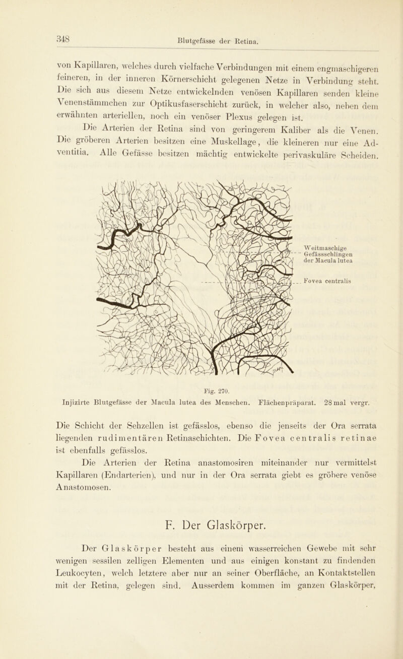 \ on Kapillaren, welches durch vielfache Verbindungen init einem engmaschigeren feineren, in der inneren Körnerschicht gelegenen Netze in Verbindung steht. Die sich aus diesem Netze entwickelnden venösen Kapillaren senden kleine Venenstämmchen zur Optikusfaserschicht zurück, in welcher also, neben dem erwähnten arteriellen, noch ein venöser Plexus gelegen ist. Die Arterien der Retina sind von geringerem Kaliber als die Venen. Die gröberen Arterien besitzen eine Muskellage, die kleineren nur eine Ad- ventitia. Alle Gefässe besitzen mächtig entwickelte perivaskuläre Scheiden. Weitmaschige Gefässsclilingen der Macula lutea Fovea centralis Fig. 270. Injizirte Blutgefässe der Macula lutea des Menschen. Flächenpräparat. 28 mal vergr. Die Schicht der Sehzellen ist gefässlos, ebenso die jenseits der Ora serrata liegenden rudimentären Retinaschichten. Die Fovea centralis retinae ist ebenfalls gefässlos. Die Arterien der Retina anastomosiren miteinander nur vermittelst Kapillaren (Endarterien), und nur in der Ora serrata giebt es gröbere venöse Anastomosen. F. Der Glaskörper. Der Glaskörper besteht aus einem wasserreichen Gewebe mit sehr wenigen sessilen zelligen Elementen und aus einigen konstant zu findenden Leukocyten, welch letztere aber nur an seiner Oberfläche, an Kontaktstellen mit der Retina, gelegen sind. Ausserdem kommen im ganzen Glaskörper,