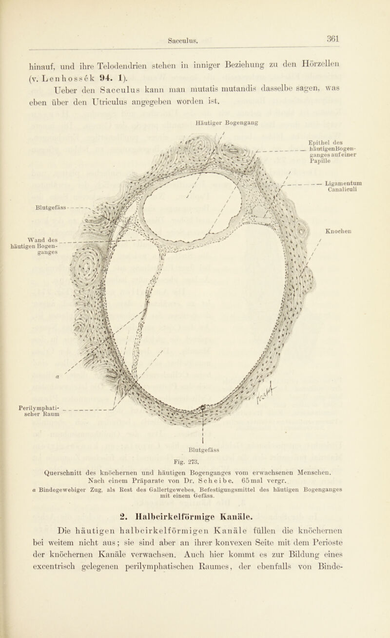 Sacculus. hinauf, und ihre Telodendrien stehen in inniger Beziehung zu den Hörzellen (v. Len ho ss ek 94. 1). Ueber den Sacculus kann man mutatis mutandis dasselbe sagen, was eben über den Utriculus angegeben worden ist. Häutiger Bogengang / Fig. 273. Querschnitt des knöchernen und häutigen Bogenganges vom erwachsenen Menschen. Nach einem Präparate von Dr. Scheibe. 65mal vergr. a Bindegewebiger Zug, als Rest des Gallertgewebes, Befestigungsmittel dos häutigen Bogenganges mit einem Gefäss. 2. Halbcirkelförmige Kanäle. Die häutigen halbcirkelförmigen Kanäle füllen die knöchernen bei weitem nicht aus; sie sind aber an ihrer konvexen Seite mit dem Perioste der knöchernen Kanäle verwachsen. Auch hier kommt es zur Bildung eines excentrisch gelegenen perilymphatischen Raumes, der ebenfalls von Binde-
