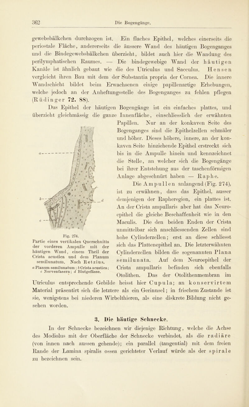 gewebsbälkchen durchzogen ist. Ein flaches Epithel, welches einerseits die periostale Fläche, andererseits die äussere Wand des häutigen Bogenganges und die Bindegewebsbälkchen überzieht, bildet auch hier die Wandung des perilymphatischen Raumes. — Die bindegewebige Wand der häutigen Kanäle ist ähnlich gebaut wie die des Utriculus und Sacculus. Hensen vergleicht ihren Bau mit dem der Substantia propria der Cornea. Die innere Wandschicht bildet beim Erwachsenen einige papillenartige Erhebungen, welche jedoch an der Anheftungsstelle des Bogenganges zu fehlen pflegen (R ü d i n ge r 72. 88). Das Epithel der häutigen Bogengänge ist ein einfaches plattes, und überzieht gleichmässig die ganze Innenfläche, einschliesslich der erwähnten Papillen. Nur an der konkaven Seite des Bogenganges sind die Epithelzellen schmäler und höher. Dieses höhere, innere, an der kon- kaven Seite hin ziehende Epithel erstreckt sich bis in die Ampulle hinein und kennzeichnet die Stelle, an welcher sich die Bogengänge bei ihrer Entstehung aus der taschenförmigen Anlage abgeschnürt haben — Rap he. Die Ampullen anlangend (Fig. 274), ist zu erwähnen, dass das Epithel, ausser demjenigen der Rapheregion, ein plattes ist. An der Crista am epithel die gleiche Beschaffenheit wie in den Maculis. Die den beiden Enden der Crista unmittelbar sich anschliessenden Zellen sind hohe Cylinderzellen; erst an diese schliesst sich das Platten epithel an. Die letzterwähnten Cylinderzellen bilden die sogenannten Plana semilunata. Auf dem Neuroepithel der Crista ampullaris befinden sich ebenfalls Otolithen. Das der Otolithenmembran im Utriculus entsprechende Gebilde heisst hier Cupula; an konservirtem Material präsentirt sich die letztere als ein Gerinnsel; in frischem Zustande ist sie, wenigstens bei niederen Wirbelthieren, als eine diskrete Bildung nicht ge- sehen worden. pullaris aber hat das Neuro- Partie eines vertikalen Querschnitts der vorderen Ampulle mit der häutigen Wand, einem Theil der Crista acustica und dem Planum semilunatum. Nach Retzius. a Planum semilunatum ; b Crista acustica; c Nervenfasern; d Blutgefässe. 3. Die häutige Schnecke. In der Schnecke bezeichnen wir diejenige Richtung, welche die Achse des Modiolus mit der Oberfläche der Schnecke verbindet, als die radiäre (von innen nach aussen gehende); ein parallel (tangential) mit dem freien Rande der Lamina spiralis ossea gerichteter Verlauf würde als der spirale zu bezeichnen sein.