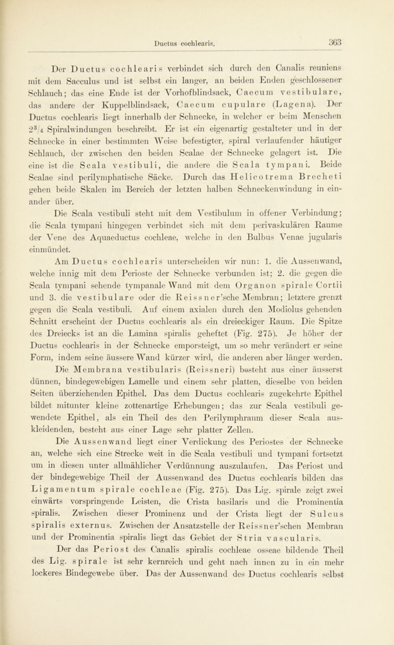 Der Ductus cochlearis verbindet sich durch den Canalis reuniens mit dem Sacculus und ist selbst ein langer, an beiden Enden geschlossener Schlauch; das eine Ende ist der Vorhof blindsack, Caecum vestibuläre, das andere der Kuppelblindsack, Caecum cupulare (Lagena). Der Ductus cochlearis liegt innerhalb der Schnecke, in welcher er beim Menschen 23/4 Spiralwindungen beschreibt. Er ist ein eigenartig gestalteter und in der Schnecke in einer bestimmten Weise befestigter, spiral verlaufender häutiger Schlauch, der zwischen den beiden Scalae der Schnecke gelagert ist. Die eine ist die Scala v e s t i b u 1 i, die andere die Scala t y m p a n i. Beide Scalae sind perilymphatische Säcke. Durch das H e 1 i c o t r e m a B r e c h e t i gehen beide Skalen im Bereich der letzten halben Schneckenwindung in ein- ander über. Die Scala vestibuli steht mit dem Vestibulum in offener Verbindung; die Scala tympani hingegen verbindet sicli mit dem perivaskulären Raume der Vene des Aquaeductus cochleae, welche in den Bulbus Venae jugularis ein mündet. Am Ductus cochlearis unterscheiden wir nun: 1. die Aussen wand, welche innig mit dem Perioste der Schnecke verbunden ist; 2. die gegen die Scala tympani sehende tympanale Wand mit dem Organon spirale Cortii und 3. die vestibuläre oder die Reissner’sche Membran; letztere grenzt gegen die Scala vestibuli. Auf einem axialen durch den Modiolus gehenden Schnitt erscheint der Ductus cochlearis als ein dreieckiger Raum. Die Spitze des Dreiecks ist an die Lamina spiralis geheftet (Fig. 275). Je höher der Ductus cochlearis in der Schnecke emporsteigt, um so mehr verändert er seine Form, indem seine äussere Wand kürzer wird, die anderen aber länger werden. Die Membrana vestibularis (Reissneri) besteht aus einer äusserst dünnen, bindegewebigen Lamelle und einem sehr platten, dieselbe von beiden Seiten überziehenden Epithel. Das dem Ductus cochlearis zugekehrte Epithel bildet mitunter kleine zottenartige Erhebungen; das zur Scala vestibuli ge- wendete Epithel, als ein Theil des den Perilymphraum dieser Scala aus- kleidenden, besteht aus einer Lage sehr platter Zellen. Die Aussen wand liegt einer Verdickung des Periostes der Schnecke an, welche sich eine Strecke weit in die Scala vestibuli und tympani fortsetzt um in diesen unter allmählicher Verdünnung auszulaufen. Das Periost und der bindegewebige Theil der Aussen wand des Ductus cochlearis bilden das Ligamentum spirale cochleae (Fig. 275). Das Lig. spirale zeigt zwei einwärts vorspringende Leisten, die Crista basilaris und die Prominentia spiralis. Zwischen dieser Prominenz und der Crista liegt der Sulcus spiralis externus. Zwischen der Ansatzstelle der Reissner’schen Membran und der Prominentia spiralis liegt das Gebiet der Stria vascularis. Der das Periost des Canalis spiralis cochleae osseae bildende Theil des Lig. spirale ist sehr kernreich und geht nach innen zu in ein mehr lockeres Bindegewebe über. Das der Aussenwand des Ductus cochlearis selbst