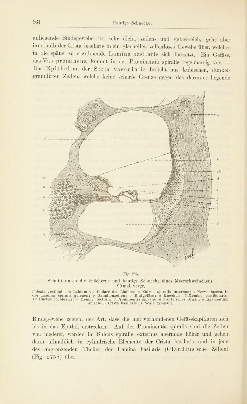Häutige Schnecke. anliegende Bindegewebe ist sehr dicht, zellen- und gefässreich, geht aber innerhalb der Crista basilaris in ein glashelles, zellenloses Gewebe über, welches in die später zu erwähnende Lamina basilaris sich fortsetzt. Ein Gefäss, das Vas prominens, kommt in der Prominentia spiralis regelmässig vor.— Das Epithel an der Stria vascularis besteht aus kubischen, dunkel- granulirten Zellen, welche keine scharfe Grenze gegen das darunter liegende i VI n o V <l Fig. 275. Schnitt durch die knöcherne und häutige Schnecke eines Meerschweinchens. 90 mal vergr. I Scala vestibuli; m Labium vestibuläre des Limbus; n Sulcus spiralis internus; o Nervenfasern, in ■der Lamina spiralis gelegen; p Ganglionzellen; q Blutgefäss; a Knochen; b Mernbr. vestibularis; De Ductus coehlearis; d Membr. tectoria; / Prominentia spiralis; g Corti’sehes Organ; h Ligamentum spirale; i Crista basilaris ; k Scala tympani. Bindegewebe zeigen, der Art, dass die hier vorhandenen Gefässkapillaren sich bis in das Epithel erstrecken. Auf der Prominentia spiralis sind die Zellen viel niederer, werden im Sulcus spiralis externus abermals höher und gehen dann allmählich in cylindrische Elemente der Crista basilaris und in jene des angrenzenden Theiles der Lamina basilaris (Claudius’sche Zellen) (Fig. 275 i) über.