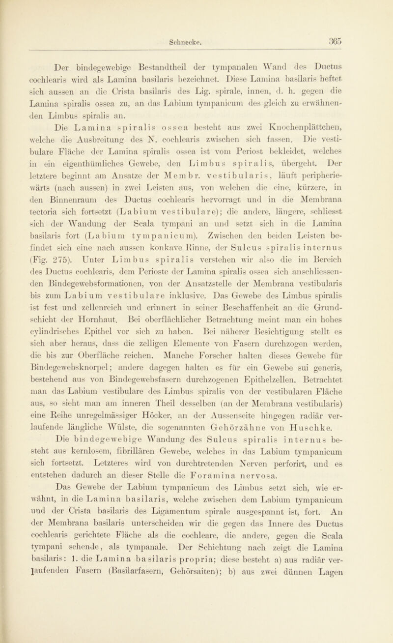 Der bindegewebige Bestandteil der tympanalen Wand des Ductus cochlearis wird als Lamina basilaris bezeichnet. Diese Lamina basilaris heftet sich aussen an die Crista basilaris des Ing. spirale, innen, d. h. gegen die Lamina spiralis ossea zu, an das Labium tympanicum des gleich zu erwähnen- den Limbus spiralis an. Die Lamina spiralis ossea besteht aus zwei Knochenplättchen, welche die Ausbreitung des N. cochlearis zwischen sich fassen. Die vesti- buläre Fläche der Lamina spiralis ossea ist vom Periost bekleidet, welches in ein eigentümliches Gewebe, den Limbus spiralis, übergeht. Der letztere beginnt am Ansätze der Membr. vestibularis, läuft peripherie- wärts (nach aussen) in zwei Leisten aus, von welchen die eine, kürzere, in den Binnenraum des Ductus cochlearis hervorragt und in die Membrana tectoria sich fortsetzt (L a b i u m ves t i bu 1 a r e); die andere, längere, schliesst sich der Wandung der Scala tympani an und setzt sich in die Lamina basilaris fort (L a b i u m t y m p a n i c n m). Zwischen den beiden Leisten be- findet sich eine nach aussen konkave Kinne, der Sulcus spiralis internus (Fig. 275). Unter Limbus spiralis verstehen wir also die im Bereich des Ductus cochlearis, dem Perioste der Lamina spiralis ossea sich anschliessen- den Bindegewebsformationen, von der Ansatzstelle der Membrana vestibularis bis zum Labium vestibuläre inklusive. Das Gewebe des Limbus spiralis ist fest und zellenreich und erinnert in seiner Beschaffenheit an die Grund- schicht der Hornhaut. Bei oberflächlicher Betrachtung meint man ein hohes cylindrisches Epithel vor sich zu haben. Bei näherer Besichtigung stellt es sich aber heraus, dass die zelligen Elemente von Fasern durchzogen werden, die bis zur Oberfläche reichen. Manche Forscher halten dieses Gewebe für Bindegewebsknorpel; andere dagegen halten es für ein Gewebe sui generis, bestehend aus von Bindegewebsfasern durchzogenen Epithelzellen. Betrachtet man das Labium vestibuläre des Limbus spiralis von der vestibulären Fläche aus, so sieht man am inneren Theil desselben (an der Membrana vestibularis) eine Reihe unregelmässiger Höcker, an der Aussenseite hingegen radiär ver- laufende längliche Wülste, die sogenannten Gehör zäh ne von Huschke. Die bindegewebige Wandung des Sulcus spiralis internus be- steht aus kernlosem, fibrillären Gewebe, welches in das Labium tympanicum sich fortsetzt. Letzteres wird von durchtretenden Nerven perforirt, und es entstehen dadurch an dieser Stelle die Foramina nervosa. Das Gewebe der Labium tympanicum des Limbus setzt sich, wie er- wähnt, in die Lamina basilaris, welche zwischen dem Labium tympanicum und der Crista basilaris des Ligamentum spirale ausgespannt ist, fort. An der Membrana basilaris unterscheiden wir die gegen das Innere des Ductus cochlearis gerichtete Fläche als die cochleare, die andere, gegen die Scala tympani sehende, als tympanale. Der Schichtung nach zeigt die Lamina basilaris: 1. die Lamina ba silaris propria; diese besteht a) aus radiär ver- laufenden Fasern (Basilarfasern, Gehörsaiten); b) aus zwei dünnen Lagen