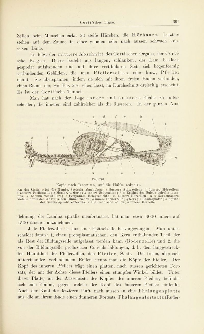 Corti’sches Organ Zellen beim Menschen cirka 20 steife Härchen, die Hörhaare. Letztere stehen auf dem Saume in einer geraden oder nach aussen schwach kon- vexen Linie. Es folgt der mittlere Abschnitt des Corti’schen Organs, der Corti- sclie Bogen. Dieser besteht aus langen, schlanken, der Lam. basilaris gespreizt aufsitzenden und auf ihrer vestibulären Seite sich bogenförmig verbindenden Gebilden, die man Pfeiler zellen, oder kurz, Pfeiler nennt. Sie überspannen, indem sie sich mit ihren freien Enden verbinden, einen Raum, der, wie Fig. 276 sehen lässt, im Durchschnitt dreieckig erscheint. Es ist der Corti’sche Tunnel. Man hat nach der Lage innere und äussere Pfeiler zu unter- scheiden; die inneren sind zahlreicher als die äusseren. In der ganzen Aus- c d f n h <2 Fig. 276. Kopie nach Ketzius, auf die Hälfte reduzirt. An der Stelle x ist die Membr. tectoi’ia abgehoben; c äussere Stützzellen; d äussere Hörzellen; f äussere Pleilerzelle; g Membr. tectoria; h innere Stützzellen; ?, j> Epithel des Sulcus spiralis inter- nus; k Labium vestibuläre; e tympanale Belegschichte; m äussere Hörzellen; n n Nervenfasern, welche durch den C o r t i’schen Tunnel ziehen; o innere Pfeilerzelle ; (/Nerv; b Basilarplatte ; «Epithel des Sulcus spiralis externus; r Hensen’sche Zellen; s innere Hörzelle. dehnung der Lamina spiralis membranacea hat man etwa 6000 innere auf 4500 äussere anzunehmen. Jede Pfeilerzelle ist aus einer Epithelzelle hervorgegangen. Man unter- scheidet daran: 1. einen protoplasmatischen, den Kern enthaltenden Theil, der als Rest der Bildungszelle aufgefasst werden kann (Bodenzelle) und 2. die von der Bildungszelle produzirten Cuticularbildungen, d. h. den langgestreck- ten Haupttheil der Pfeilerzellen, den Pfeiler, S. str. Die freien, aber sich untereinander verbindenden Enden nennt man die Köpfe der Pfeiler. Der Kopf des inneren Pfeilers trägt einen platten, nach aussen gerichteten Fort- satz, der mit der Achse dieses Pfeilers einen stumpfen Winkel bildet. Unter dieser Platte, an der Aussenseite des Kopfes des inneren Pfeilers, befindet sich eine Pfanne, gegen welche der Kopf des äusseren Pfeilers einlenkt. Auch der Kopf des letzteren läuft nach aussen in eine Phalangenplatte aus, die an ihrem Ende einen dünneren Fortsatz, Phalangenfortsatz (Ruder-