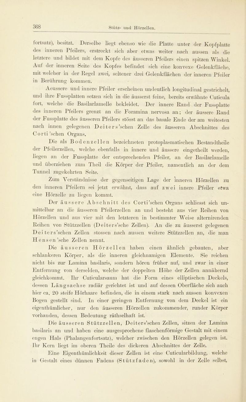 Stütz- und Hörzellen. fortsatz), besitzt. Derselbe liegt ebenso wie die Platte unter der Kopfplatte des inneren Pfeilers, erstreckt sich aber etwas weiter nach aussen als die letzteie und bildet mit dem Kopfe des äusseren Pfeilers einen spitzen Winkel. Auf der inneren Seite des Kopfes befindet sich eine konvexe Gelenkfläche, mit welcher in der Regel zwei, seltener drei Gelenkflächen der inneren Pfeiler in Berührung kommen. o Aeussere und innere Pfeiler erscheinen undeutlich longitudinal gestrichelt, und ihre Fussplatten setzen sich in die äusserst feine, bereits erwähnte Cuticula fort, welche die Basilarlamelle bekleidet. Der innere Rand der Fussplatte des inneren Pfeilers grenzt an die Foramina nervosa an; der äussere Rand der Fussplatte des äusseren Pfeilers stösst an das basale Ende der am weitesten nach innen gelegenen Deiter s’schen Zelle des äusseren Abschnittes des C o r t i 'sehen Organs. Die als Boden zellen bezeichneten protoplasmatischen Bestandtheile der Pfeilerzellen, welche ebenfalls in innere und äussere eingetheilt werden, liegen an der Fussplatte der entsprechenden Pfeiler, an der Basilarlamelle und überziehen zum Theil die Körper der Pfeiler, namentlich an der dem Tunnel zugekehrten Seite. Zum Verständnisse der gegenseitigen Lage der inneren Hörzellen zu den inneren Pfeilern sei jetzt erwähnt, dass auf zwei innere Pfeiler etwa eine Hörzelle zu liegen kommt. Der äussere Abschnitt des CortPschen Organs schliesst sich un- mittelbar an die äusseren Pfeilerzellen an und besteht aus vier Reihen von Hörzellen und aus vier mit den letzteren in bestimmter Weise alternirenden Reihen von Stützzellen (Deiters’sehe Zellen). An die zu äusserst gelegenen De iters’schen Zellen stossen nach aussen weitere Stützzellen an, die man Hensen sehe Zellen nennt. Die äusseren Hör zellen haben einen ähnlich gebauten, aber schlankeren Körper, als die inneren gleichnamigen Elemente. Sie reichen nicht bis zur Lamina basilaris, sondern hören früher auf, und zwar in einer Entfernung von derselden, welche der doppelten Höhe der Zellen annähernd gleichkommt. Ihr Cuticularsaum hat die Form eines elliptischen Deckels, dessen Längsachse radiär gerichtet ist und auf dessen Oberfläche sich auch hier ca. 20 steife Hörhaare befinden, die in einem stark nach aussen konvexen Bogen gestellt sind. In einer geringen Entfernung von dem Deckel ist ein eigenthümlicher, nur den äusseren Hörzellen zukommender, runder Körper vorhanden, dessen Bedeutung räthselhaft ist. Die äusseren Stützzellen, Deiter s’schen Zellen, sitzen der Lamina basilaris an und haben eine ausgesprochene fiaschenförmige Gestalt mit einem engen Plals (Phalangenfortsatz), welcher zwischen den Hörzellen gelegen ist. Ihr Kern liegt im oberen Theile des dickeren Abschnittes der Zelle. Eine Eigenthümlichkeit dieser Zellen ist eine Cuticularbildung, welche in Gestalt eines dünnen Fadens (Stützfaden), sowohl in der Zelle selbst,