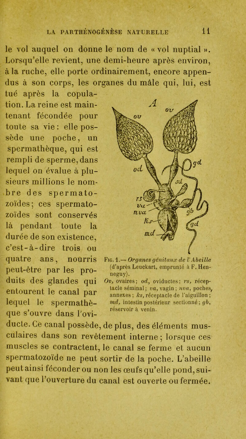 le vol auquel on donne le nom de «vol nuptial ». Lorsqu’elle revient, une demi-heure après environ, à la ruche, elle porte ordinairement, encore appen- dus à son corps, les organes du mâle qui, lui, est tué après la copula- tion. La reine est main- tenant fécondée pour toute sa vie : elle pos- sède une poche, un spermathèque, qui est rempli de sperme, dans lequel on évalue à plu- sieurs millions le nom- bre des spermato- zoïdes; ces spermato- zoïdes sont conservés là pendant toute la durée de son existence, c’est-à-dire trois ou quatre ans, nourris peut-être par les pro- duits des glandes qui entourent le canal par lequel le spermathè- que s’ouvre dans Lovi- ducte. Ce canal possède, de plus, des éléments mus- culaires dans son revêtement interne ; lorsque ces muscles se contractent, le canal se ferme et aucun spermatozoïde ne peut sortir de la poche. L’abeille peut ainsi féconder ou non les œufs qu’elle pond, sui- vant que l’ouverture du canal est ouverte ou fermée. Fig. 1.— Organes génitaux de l'Abeille (d’après Leuckart, emprunlé à F.Hen- neguy). Ov, ovaires; oc?, oviducies; rs, récep- tacle séminal ; va,vagin; nva, poches, annexes ; ks, réceptacle de l’aiguillon ; md, intestin postérieur sectionné; gb, réservoir à venin.