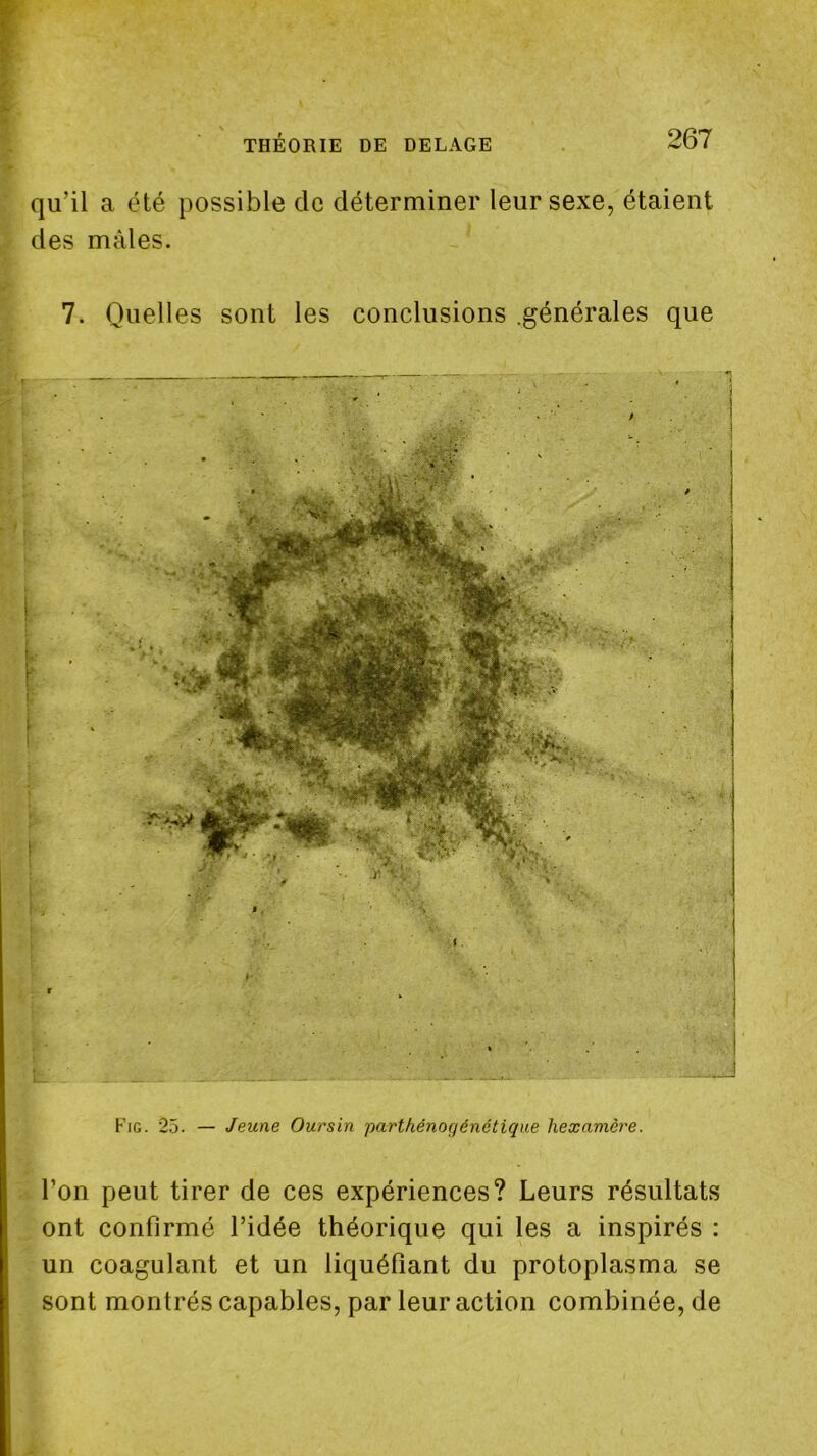 qu’il a été possible de déterminer leur sexe, étaient des mâles. 7. Quelles sont les conclusions .générales que i . Fig. 25. — Jeune Oursin parthénogénétique hexamère. l’on peut tirer de ces expériences? Leurs résultats ont confirmé l’idée théorique qui les a inspirés : un coagulant et un liquéfiant du protoplasma se sont montrés capables, par leur action combinée, de