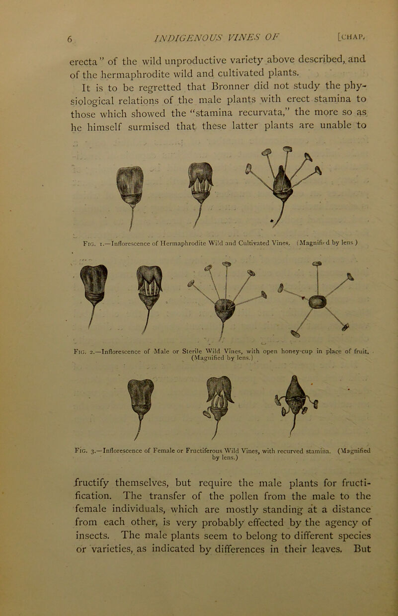 erecta” of the wild unproductive variety above described, and of the hermaphrodite wild and cultivated plants. It is to be regretted that Bronner did not study the phy- siological relations of the male plants with erect stamina to those which showed the “stamina recurvata,” the more so as he himself surmised that these latter plants are unable to Fig. 3.—Inflorescence of Female or Fructiferous Wild Vines, with recurved stamina. (Magnified by lens.) fructify themselves, but require the male plants for fructi- fication. The transfer of the pollen from the male to the female individuals, which are mostly standing at a distance from each other, is very probably effected by the agency of insects. The male plants seem to belong to different species or varieties, as indicated by differences in their leaves. But