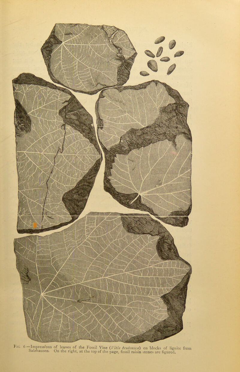 oalzriausen. On the right, at the top of the page, fossil raisin stones are figured.