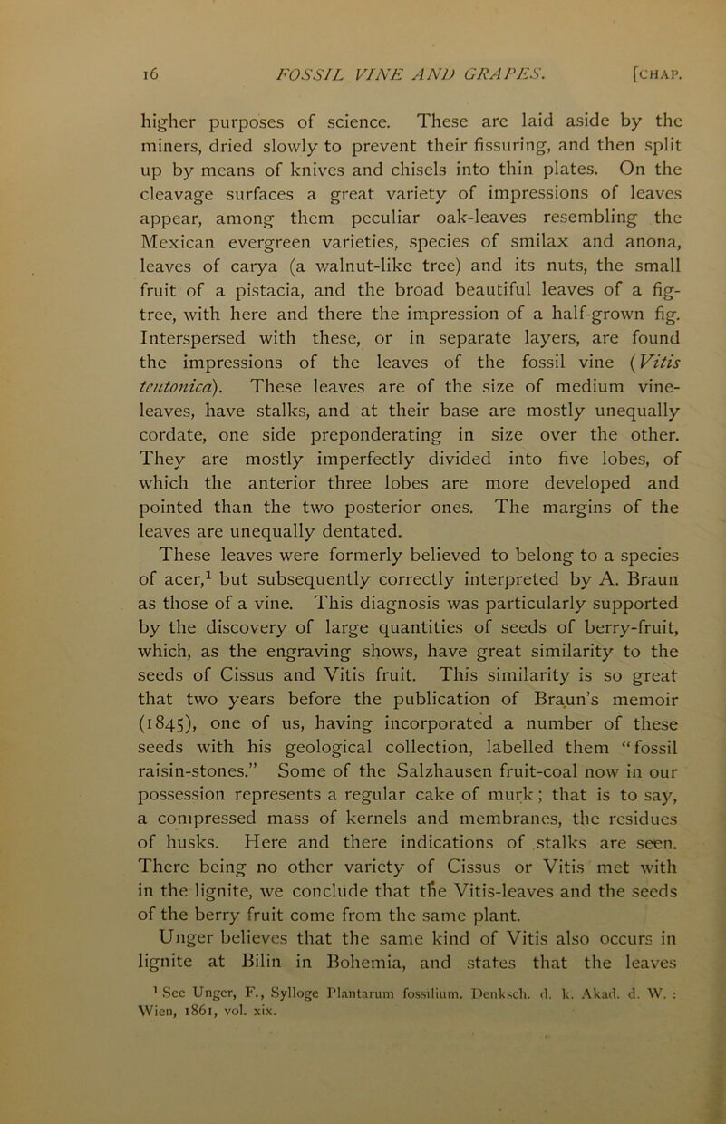higher purposes of science. These are laid aside by the miners, dried slowly to prevent their Assuring, and then split up by means of knives and chisels into thin plates. On the cleavage surfaces a great variety of impressions of leaves appear, among them peculiar oak-leaves resembling the Mexican evergreen varieties, species of smilax and anona, leaves of carya (a walnut-like tree) and its nuts, the small fruit of a pistacia, and the broad beautiful leaves of a fig- tree, with here and there the impression of a half-grown fig. Interspersed with these, or in separate layers, are found the impressions of the leaves of the fossil vine (Vitis teutonica). These leaves are of the size of medium vine- leaves, have stalks, and at their base are mostly unequally cordate, one side preponderating in size over the other. They are mostly imperfectly divided into five lobes, of which the anterior three lobes are more developed and pointed than the two posterior ones. The margins of the leaves are unequally dentated. These leaves were formerly believed to belong to a species of acer,1 but subsequently correctly interpreted by A. Braun as those of a vine. This diagnosis was particularly supported by the discovery of large quantities of seeds of berry-fruit, which, as the engraving shows, have great similarity to the seeds of Cissus and Vitis fruit. This similarity is so great that two years before the publication of Braun’s memoir (1845), one of us, having incorporated a number of these seeds with his geological collection, labelled them “fossil raisin-stones.” Some of the Salzhausen fruit-coal now in our possession represents a regular cake of murk; that is to say, a compressed mass of kernels and membranes, the residues of husks. Here and there indications of stalks are seen. There being no other variety of Cissus or Vitis met with in the lignite, we conclude that the Vitis-leaves and the seeds of the berry fruit come from the same plant. Unger believes that the same kind of Vitis also occurs in lignite at Bilin in Bohemia, and states that the leaves ’ See Unger, F., Sylloge Plantarum fossilium. Denksch. rl. k. Akad. d. W. : Wien, 1861, vol. xix.
