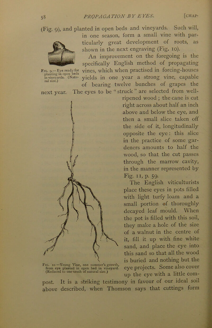 (Fig. 9), and planted in open beds and vineyards. Such will, in one season, form a small vine with par- ticularly great development of roots, as shown in the next engraving (Fig. io). An improvement on the foregoing is the specifically English method of propagating Fig. 9.—Eye ready for vines, which when practised in forcing-houses planting in open beds . in vineyards. (Natu- yields in one year a strong vine, capable ral size.) J 1 - . of bearing twelve bunches of grapes the next year. The eyes to be “ struck ” are selected from well- ripened wood ; the cane is cut right across about half an inch above and below the eye, and then a small slice taken off the side of it, longitudinally opposite the eye: this slice in the practice of some gar- deners amounts to half the wood, so that the cut passes through the marrow cavity, in the manner represented by Fig. 11, p. 59. The English viticulturists place these eyes in pots filled with light turfy loam and a small portion ©f thoroughly decayed leaf mould. When the pot is filled with this soil, they make a hole of the size of a walnut in the centre of it, fill it up with fine white sand, and place the eye into this sand so that all the wood is buried and nothing but the eye projects. Some also cover up the eye with a little com- post. It is a striking testimony in favour of our ideal soil above described, when Thomson says that cuttings form Fig. io—Young Vine, one summer’s growth, from eye planted in open bed in vineyard. (Reduced to one-tenth of natural size.)