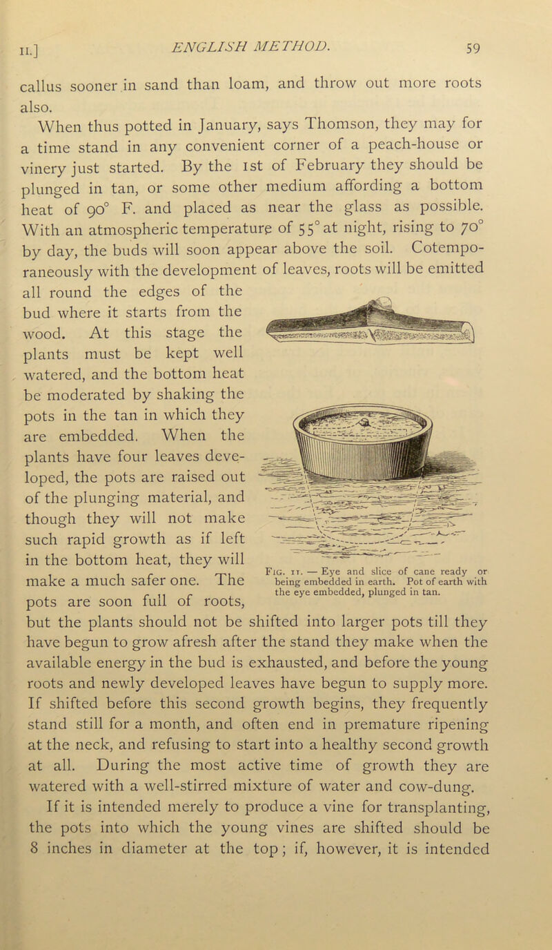 callus sooner in sand than loam, and throw out more roots also. When thus potted in January, says Thomson, they may for a time stand in any convenient corner of a peach-house or vinery just started. By the ist of February they should be plunged in tan, or some other medium affording a bottom heat of 90° F. and placed as near the glass as possible. With an atmospheric temperature of 55°at night, rising to 70° by day, the buds will soon appear above the soil. Cotempo- raneously with the development of leaves, roots will be emitted all round the edges of the bud where it starts from the wood. At this stage the plants must be kept well watered, and the bottom heat be moderated by shaking the pots in the tan in which they are embedded. When the plants have four leaves deve- loped, the pots are raised out of the plunging material, and though they will not make such rapid growth as if left in the bottom heat, they will make a much safer one. The pots are soon full of roots, but the plants should not be shifted into larger pots till they have begun to grow afresh after the stand they make when the available energy in the bud is exhausted, and before the young roots and newly developed leaves have begun to supply more. If shifted before this second growth begins, they frequently stand still for a month, and often end in premature ripening at the neck, and refusing to start into a healthy second growth at all. During the most active time of growth they are watered with a well-stirred mixture of water and cow-dung. If it is intended merely to produce a vine for transplanting, the pots into which the young vines are shifted should be 8 inches in diameter at the top; if, however, it is intended Fig. it.—Eye and slice of cane ready or being embedded in earth. Pot of earth with the eye embedded, plunged in tan.