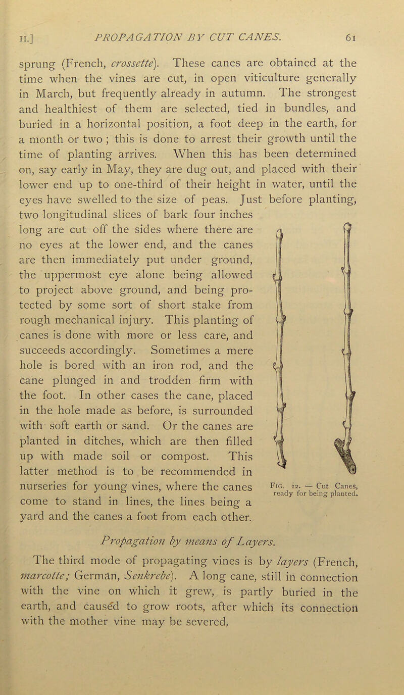 sprung (French, crossctte). These canes are obtained at the time when the vines are cut, in open viticulture generally in March, but frequently already in autumn. The strongest and healthiest of them are selected, tied in bundles, and buried in a horizontal position, a foot deep in the earth, for a month or two ; this is done to arrest their growth until the time of planting arrives. When this has been determined on, say early in May, they are dug out, and placed with their lower end up to one-third of their height in water, until the eyes have swelled to the size of peas. Just before planting, two longitudinal slices of bark four inches long are cut off the sides where there are no eyes at the lower end, and the canes are then immediately put under ground, the uppermost eye alone being allowed to project above ground, and being pro- tected by some sort of short stake from rough mechanical injury. This planting of canes is done with more or less care, and succeeds accordingly. Sometimes a mere hole is bored with an iron rod, and the cane plunged in and trodden firm with the foot. In other cases the cane, placed in the hole made as before, is surrounded with soft earth or sand. Or the canes are planted in ditches, which are then filled up with made soil or compost. This latter method is to be recommended in nurseries for young vines, where the canes come to stand in lines, the lines being a yard and the canes a foot from each other. II Fig. 12. — Cut Canes, ready for being planted. Propagation by means of Layers. The third mode of propagating vines is by layers (French, marcotte; German, Senkrebe). A long cane, still in connection with the vine on which it grew, is partly buried in the earth, and cause'd to grow roots, after which its connection with the mother vine may be severed,