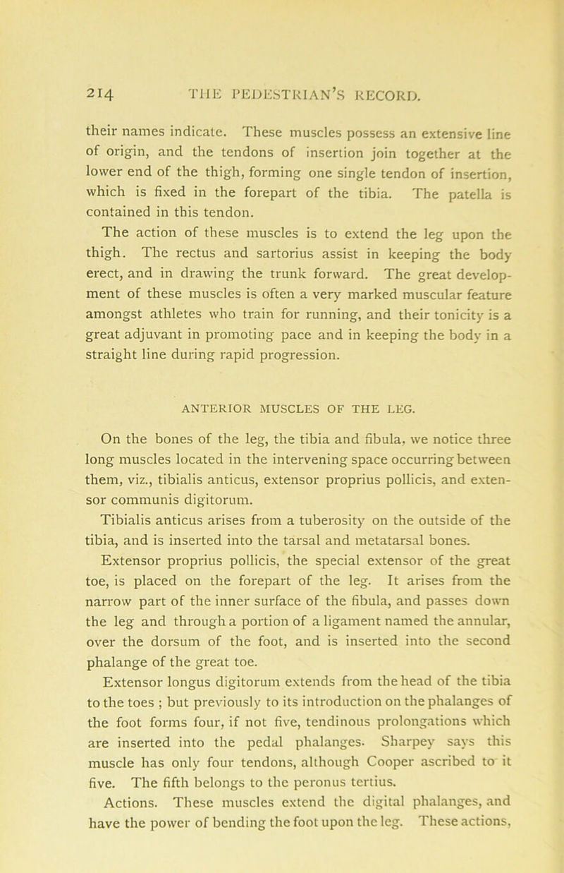 their names indicate. These muscles possess an extensive line of origin, and the tendons of insertion join together at the lower end of the thigh, forming one single tendon of insertion, which is fixed in the forepart of the tibia. The patella is contained in this tendon. The action of these muscles is to extend the leg upon the thigh. The rectus and sartorius assist in keeping the body- erect, and in drawing the trunk forward. The great develop- ment of these muscles is often a very marked muscular feature amongst athletes who train for running, and their tonicity is a great adjuvant in promoting pace and in keeping the body in a straight line during rapid progression. ANTERIOR MUSCLES OF THE LEG. On the bones of the leg, the tibia and fibula, we notice three long muscles located in the intervening space occurring between them, viz., tibialis anticus, extensor proprius pollicis, and exten- sor communis digitorum. Tibialis anticus arises from a tuberosity on the outside of the tibia, and is inserted into the tarsal and metatarsal bones. Extensor proprius pollicis, the special extensor of the great toe, is placed on the forepart of the leg. It arises from the narrow part of the inner surface of the fibula, and passes down the leg and through a portion of a ligament named the annular, over the dorsum of the foot, and is inserted into the second phalange of the great toe. Extensor longus digitorum extends from the head of the tibia to the toes ; but previously to its introduction on the phalanges of the foot forms four, if not five, tendinous prolongations which are inserted into the pedal phalanges. Sharpey says this muscle has only four tendons, although Cooper ascribed to it five. The fifth belongs to the peronus tertius. Actions. These muscles extend the digital phalanges, and have the power of bending the foot upon the leg. These actions,