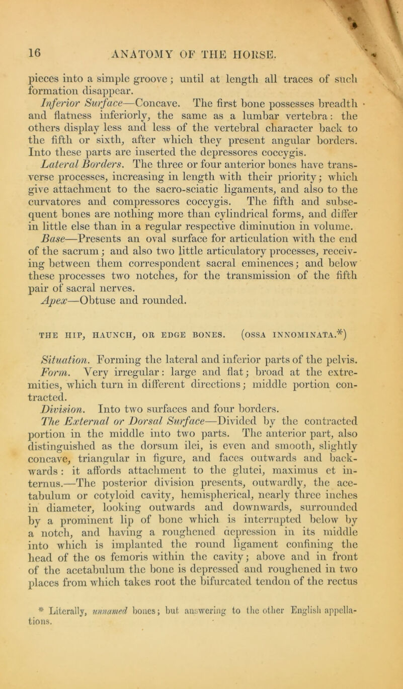 pieces into a simple groove; until at length all traces of such formation disappear. Inferior Surface—Concave. The first hone possesses breadth and flatness inferiorly, the same as a lumbar vertebra: the others display less and less of the vertebral character back to the fifth, or sixth, after which they present angular borders. Into these parts are inserted the depressores coccygis. Lateral Borders. The three or four anterior bones have trans- verse processes, increasing in length with their priority; which give attachment to the sacro-sciatic ligaments, and also to the curvatores and compressors coccygis. The fifth and subse- quent bones are nothing more than cylindrical forms, and differ in little else than in a regular respective diminution in volume. Base—Presents an oval surface for articulation with the end of the sacrum; and also two little articulatory processes, receiv- ing between them correspondent sacral eminences; and below these processes two notches, for the transmission of the fifth pair of sacral nerves. Apex—Obtuse and rounded. THE HIP, HAUNCH, OR EDGE BONES. (OSSA INNOMINATA.*) Situation. Forming the lateral and inferior parts of the pelvis. Form. Very irregular: large and flat; broad at the extre- mities, which turn in different directions; middle portion con- tracted. Division. Into two surfaces and four borders. The External or Dorsal Surface—Divided by the contracted portion in the middle into two parts. The anterior part, also distinguished as the dorsum ilei, is even and smooth, slightly concave, triangular in figure, and faces outwards and back- wards : it affords attachment to the glutei, maximus et in- ternus.—The posterior division presents, outwardly, the ace- tabulum or cotyloid cavity, hemispherical, nearly three inches in diameter, looking outwards and downwards, surrounded by a prominent lip of bone which is interrupted below by a notch, and having a roughened depression in its middle into which is implanted the round ligament confining the head of the os femoris within the cavity; above and in front of the acetabulum the bone is depressed and roughened in two places from which takes root the bifurcated tendon of the rectus * Literally, unnamed bones; but answering to the other English appella- tions.