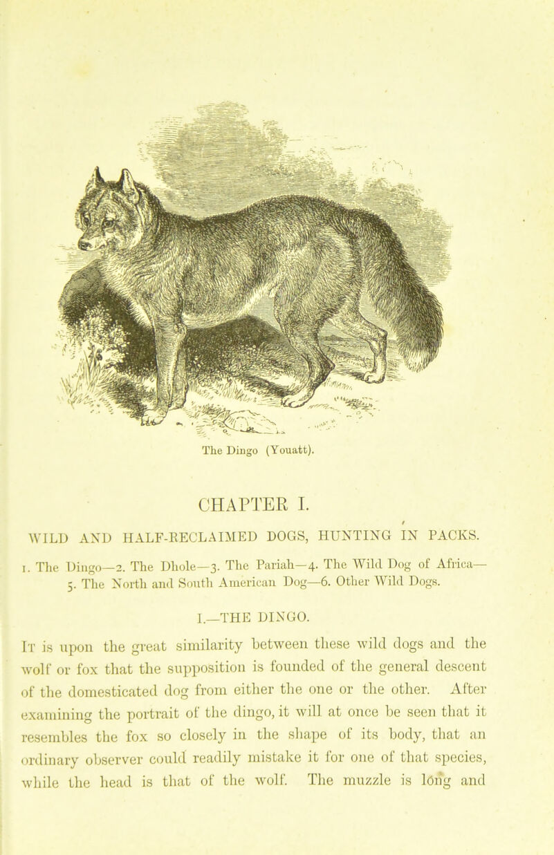 The Dingo (Youatt). CHAPTER I. t WILD AND HALF-RECLAIMED DOGS, HUNTING IN PACKS. i. The Dingo—2. The Dhole—3. The Pariah—4. The Wild Dog of Africa— 5. The North and South American Dog—6. Other Wild Dogs. I.—THE DINGO. It is upon the great similarity between these wild dogs and the wolf or fox that the supposition is founded of the general descent of the domesticated dog from either the one or the other. After examining the portrait of the dingo, it will at once be seen that it resembles the fox so closely in the shape of its body, that an ordinary observer could readily mistake it for one of that species, while the head is that of the wolf. The muzzle is long and