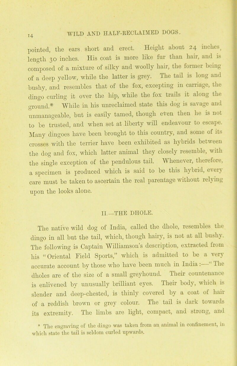 14 pointed, the ears, short and erect. Height about 24 inches, length 30 inches. His coat is more like tur than hair, and is composed of a mixture of silky and woolly hair, the former being of a deep yellow, while the latter is grey. The tail is long and bushy, and resembles that of the fox, excepting in carriage, the dingo curling it over the hip, while the fox trails it along the ground.* While in his unreclaimed state this dog is savage and unmanageable, but is easily tamed, though even then he is not to be trusted, and when set at liberty will endeavour to escape. Many dingoes have been brought to this country, and some of its crosses with the terrier have been exhibited as hybrids between the dog and fox, which latter animal they closely resemble, with the single exception of the pendulous tail. Whenever, therefoie, a specimen is produced which is said to be this hybrid, ever} care must be taken to ascertain the real parentage without relying upon the looks alone. II.—THE DHOLE. The native wild dog of India, called the dhole, resembles the dingo in all but the tail, which, though hairy, is not at all bushy. The following is Captain Williamson’s description, extracted from his “Oriental Field Sports,” which is admitted to be a very accurate account by those who have been much in India:—“ The dholes are of the size of a small greyhound. Their countenance is enlivened by unusually brilliant eyes. Their body, which is slender and deep-chested, is thinly covered by a coat of hair of a reddish brown or grey colour. The tail is dark towards its extremity. The limbs are light, compact, and strong, and * The engraving of the dingo was taken from an animal in confinement, in which state the tail is seldom curled upwards.
