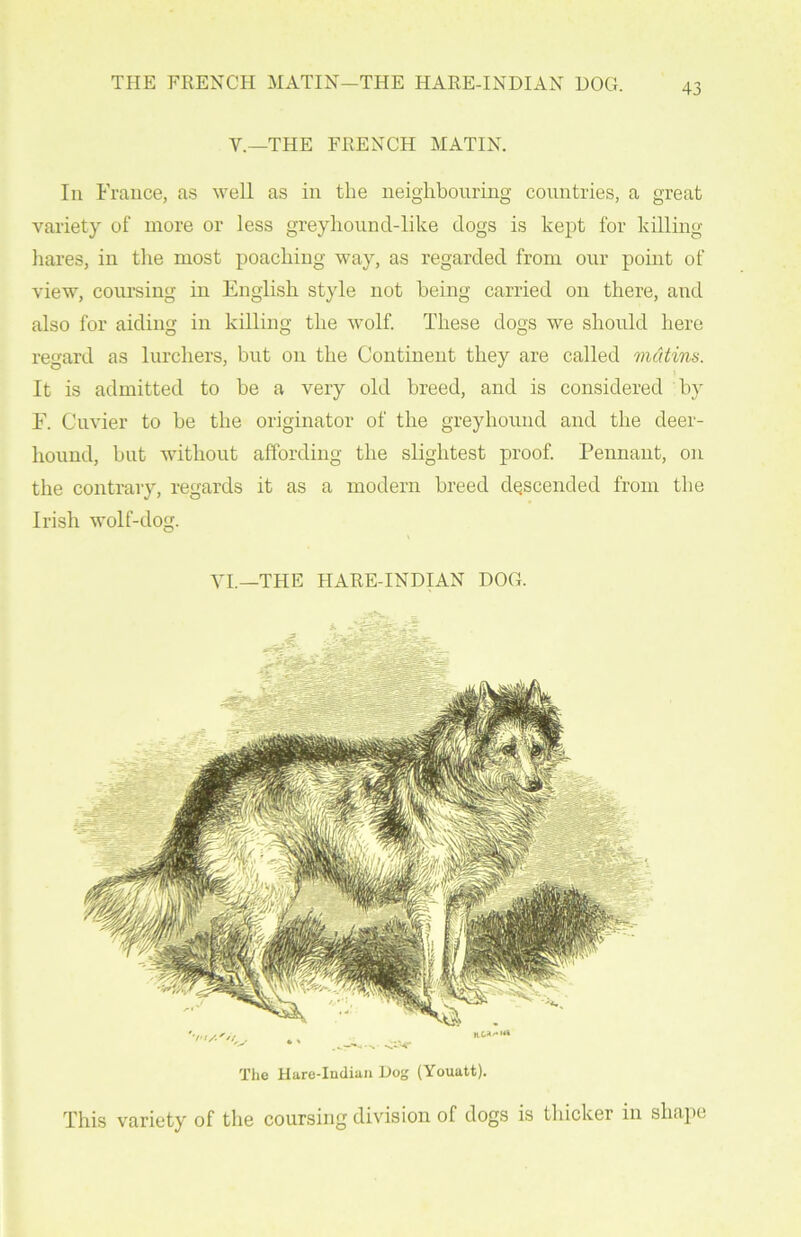 THE FRENCH MATIN—THE HARE-INDIAN HOG. V.—THE FRENCH MATIN. In France, as well as in the neighbouring countries, a great variety of more or less greyhound-like dogs is kept for killing- hares, in the most poaching way, as regarded from our point of view, coursing in English style not being carried on there, and also for aiding in killing the wolf. These dogs we should here regard as lurchers, but on the Continent they are called matins. It is admitted to be a very old breed, and is considered by F. Cuvier to be the originator of the greyhound and the deer- hound, but without affording the slightest proof. Pennant, on the contrary, regards it as a modern breed descended from the Irish wolf-dog. VI.—THE HARE-INDIAN DOG. The Hare-Indian Dog (Youatt). This variety of the coursing division of dogs is thicker in shape