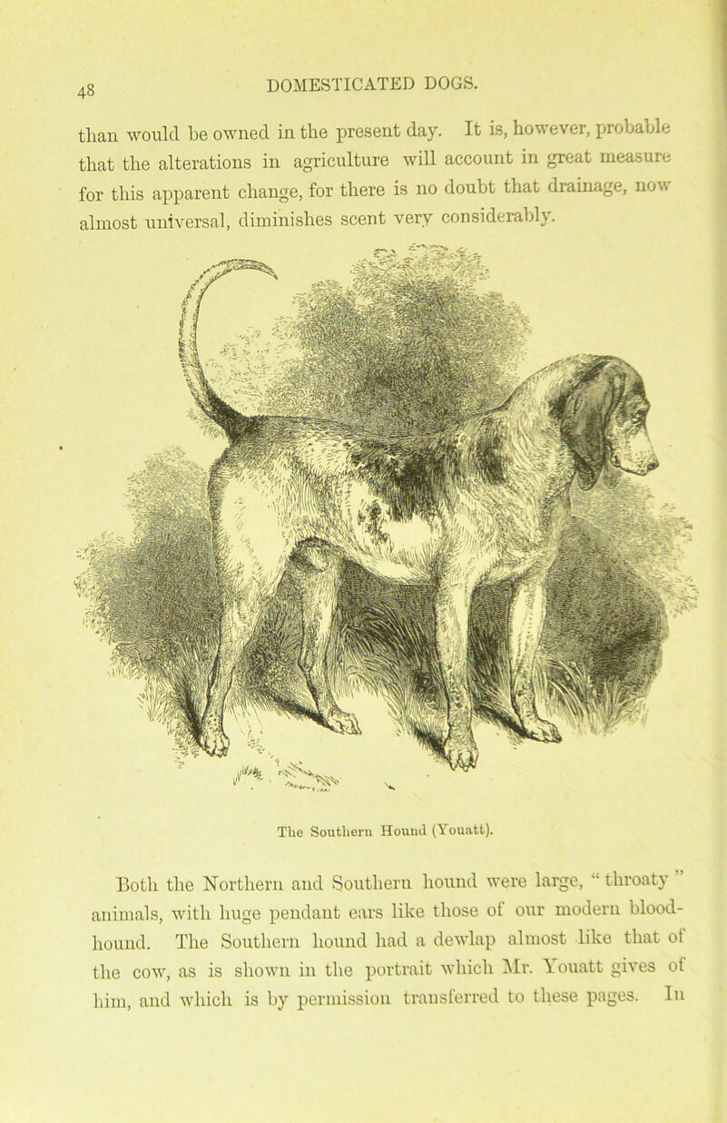 than would he owned in the present day. It is, however, probable that the alterations in agriculture will account in great measure for this apparent change, for there is no doubt that drainage, now almost universal, diminishes scent very considerably. The Southern Houiul (Youatt). Both the Northern and Southern hound were large, “ throaty animals, with huge pendant ears like those ol our modern blood- hound. The Southern hound had a dewlap almost like that ot the cow, as is shown in the portrait which Mr. Youatt gives of him, and which is by permission transferred to these pages. In