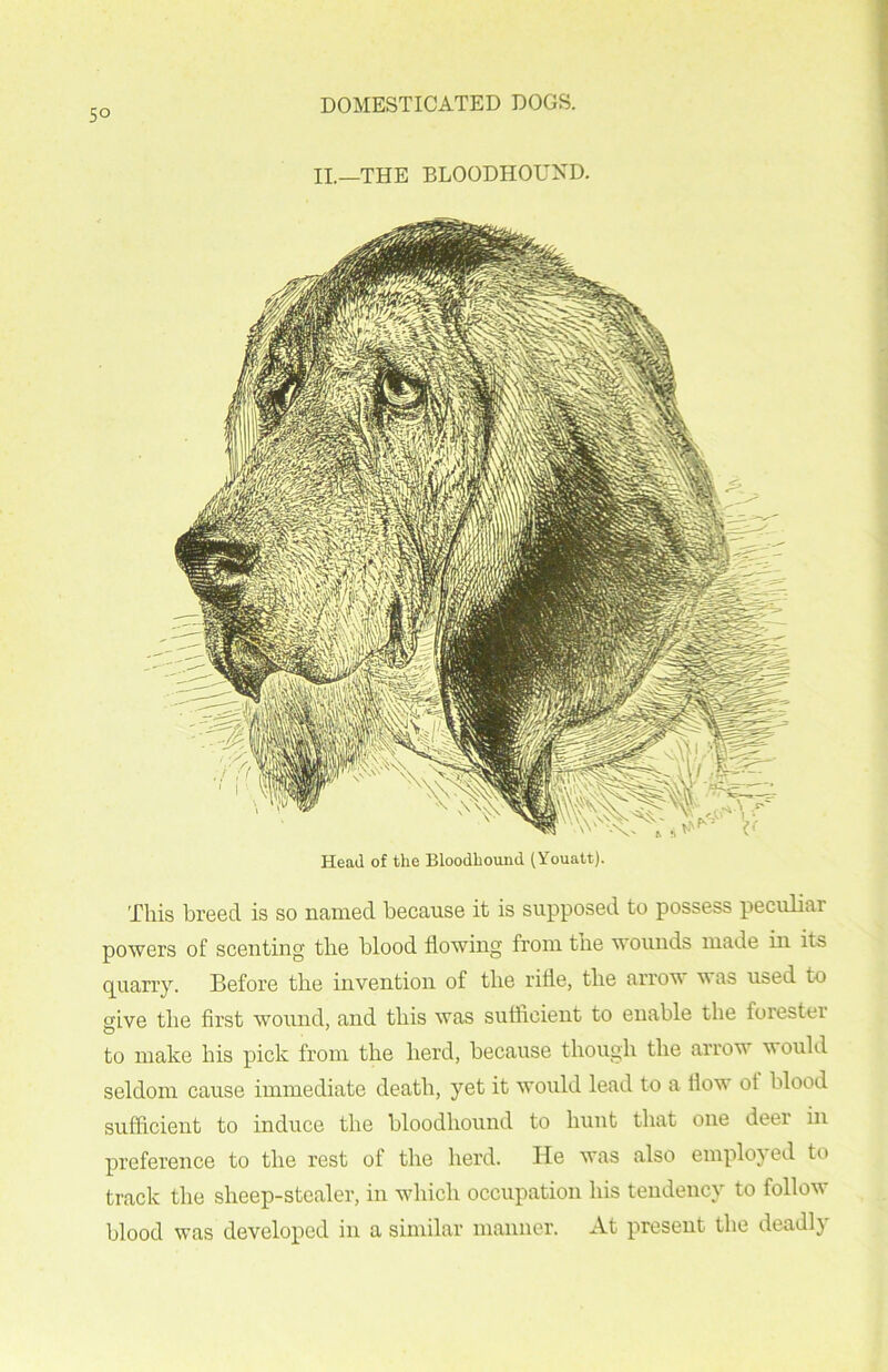 II.—THE BLOODHOUND. Head of the Bloodhound (Youatt). This breed is so named because it is supposed to possess peculiai powers of scenting the blood flowing from the wounds made in its quarry. Before the invention of tlie rifle, the arrow was used to give tlie first wound, and this was sufficient to enable the ioiestei to make his pick from the herd, because though the arrow would seldom cause immediate death, yet it would lead to a flow ot blood sufficient to induce the bloodhound to hunt that one deei in preference to the rest of the herd. He was also employed to track the sheep-stealer, in which occupation his tendency to follow blood was developed in a similar manner. At present the deadl)