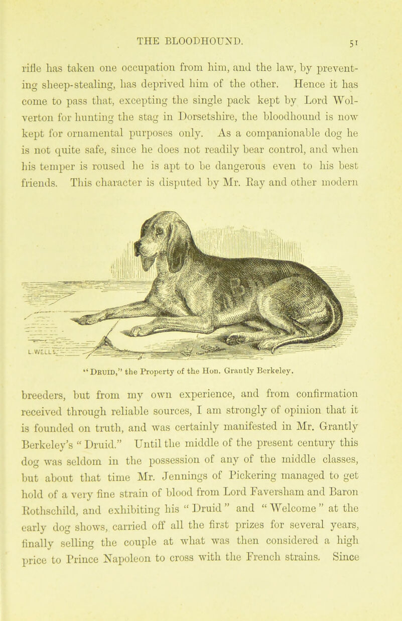 rifle has taken one occupation from him, and the law, by prevent- ing sheep-stealing, has deprived him of the other. Hence it has come to pass that, excepting the single pack kept by Lord Wol- verton for hunting the stag in Dorsetshire, the bloodhound is now kept for ornamental purposes only. As a companionable dog he is not quite safe, since he does not readily bear control, and when his temper is roused he is apt to be dangerous even to his best friends. This character is disputed by Mr. Ray and other modern “Dkuid,” the Property of the Hon. Grantly Berkeley. breeders, but from my own experience, and from confirmation received through reliable sources, I am strongly of opinion that it is founded on truth, and was certainly manifested in Mr. Grantly Berkeley’s “ Druid.” Until the middle of the present century this dog was seldom in the possession of any of the middle classes, but about that time Mr. Jennings of Pickering managed to get hold of a very fine strain of blood from Lord Faversham and Baron Rothschild, and exhibiting his “ Druid ” and “ Welcome ” at the early dog shows, carried off all the first prizes for several years, finally selling the couple at what was then considered a high price to Prince Napoleon to cross with the French strains. Since