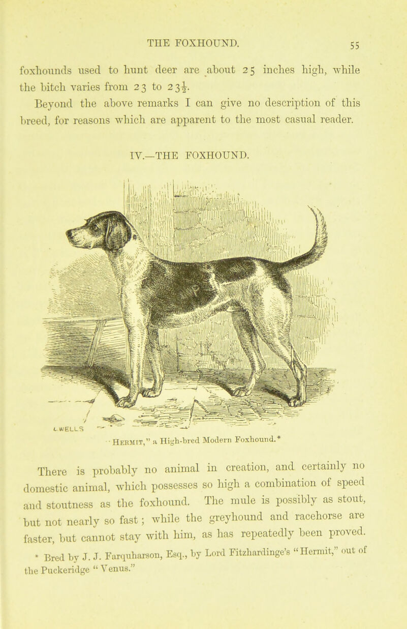 foxhounds used to hunt deer are about 25 inches high, while the bitch varies from 23 to 23^. Beyond the above remarks I can give no description of this breed, for reasons which are apparent to the most casual reader. IV.—THE FOXHOUND. Hermit,” a High-bred Modern Foxhound.* There is probably no animal in creation, and certainly no domestic animal, which possesses so high a combination of speed and stoutness as the foxhound. The mule is possibly as stout, but not nearly so fast; while the greyhound and racehorse are faster, but cannot stay with him, as has repeatedly been proved. * Bred by J. J. Farquharson, Esq., by Lord Fitzhardinge’s “Hermit,” out of the Puckeridge “ Venus.”