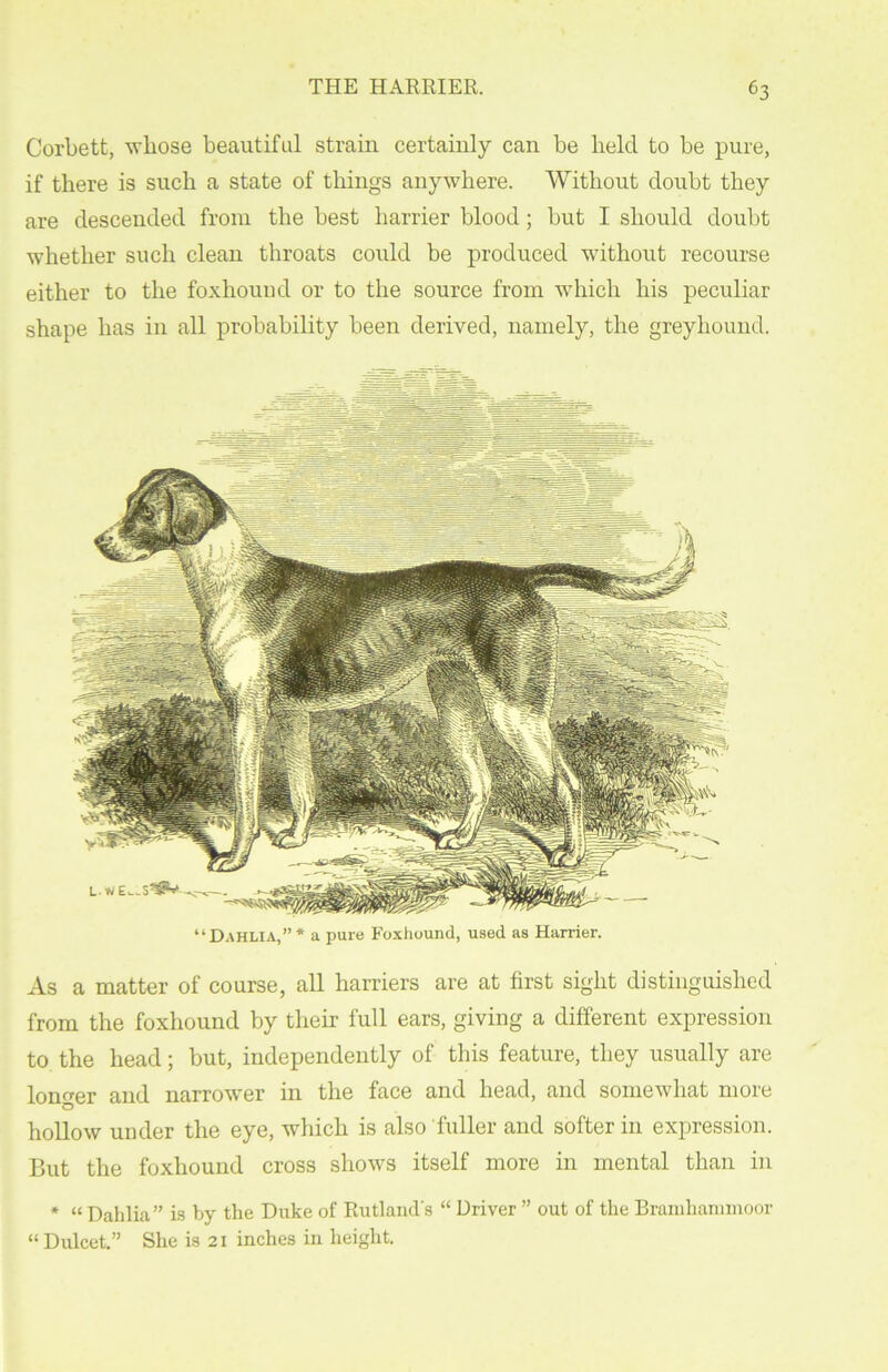 Corbett, whose beautiful strain certainly can be held to be pure, if there is such a state of things anywhere. Without doubt they are descended from the best harrier blood ; but I should doubt whether such clean throats could be produced without recourse either to the foxhound or to the source from which his peculiar shape has in all probability been derived, namely, the greyhound. “Dahlia,”* a pure Foxhound, used as Harrier. As a matter of course, all harriers are at first sight distinguished from the foxhound by their full ears, giving a different expression to the head; but, independently of this feature, they usually are longer and narrower in the face and head, and somewhat more hollow under the eye, which is also fuller and softer in expression. But the foxhound cross shows itself more in mental than in * “ Dahlia” is by the Duke of Rutland's “ Driver ” out of the Bramhammoor “ Dulcet.” She is 21 inches in height.