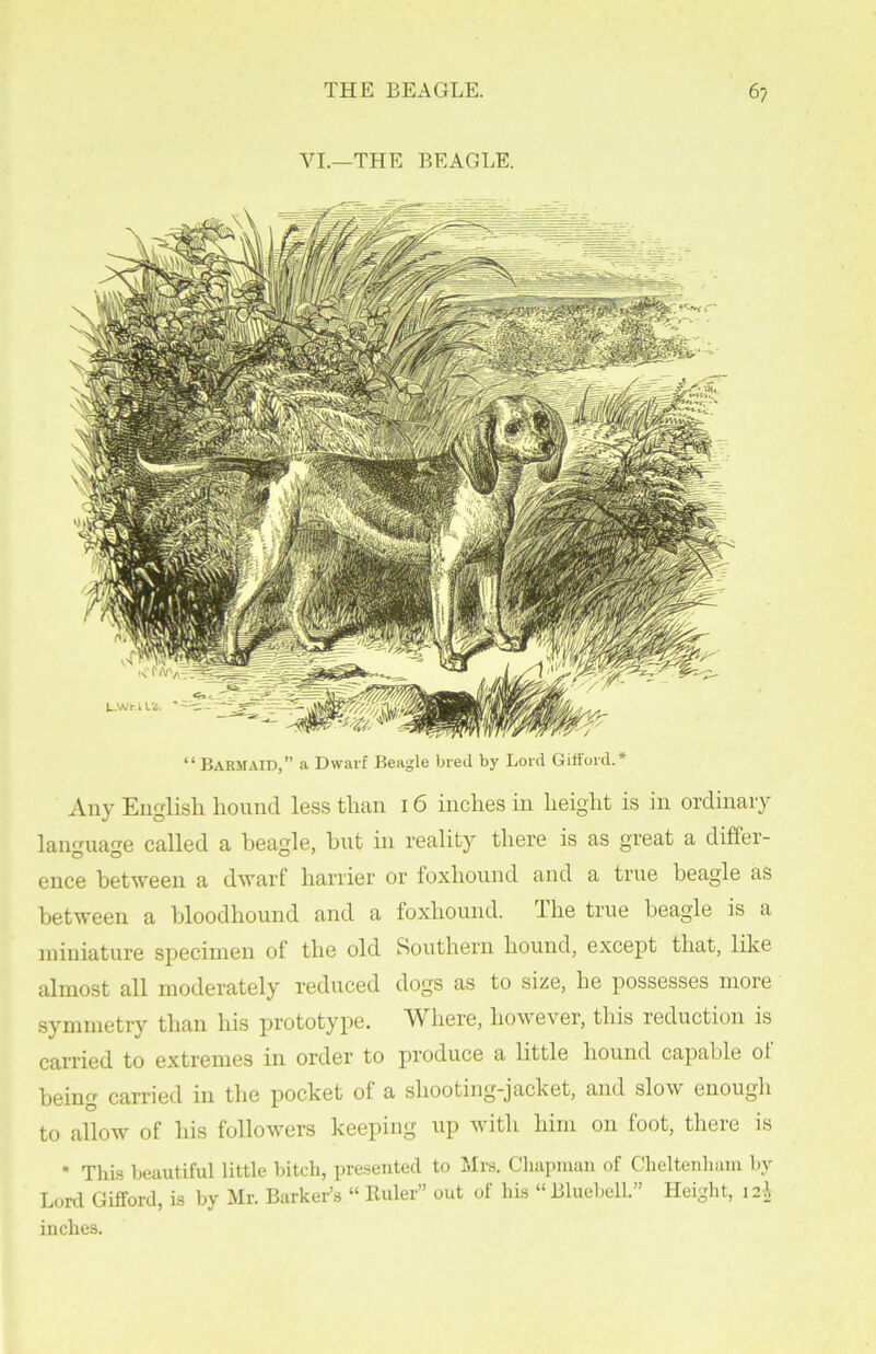 VI.—THE BEAGLE. Any English hound less than 16 inches in height is in ordinary language called a beagle, hut in reality there is as great a differ- ence between a dwarf harrier or foxhound and a true beagle as between a bloodhound and a foxhound. The true beagle is a miniature specimen of the old Southern hound, except that, like almost all moderately reduced dogs as to size, he possesses more symmetry than his prototype. Where, however, this reduction is carried to extremes in order to produce a little hound capable ot being carried in the pocket of a shooting-jacket, and slow enough to allow of his followers keeping up with him on foot, there is * This beautiful little hitch, presented to Mrs. Chapman of Cheltenham by Lord Gifford, is by Mr. Barker’s “ Euler” out of his “Bluebell.” Height, 12} inches.